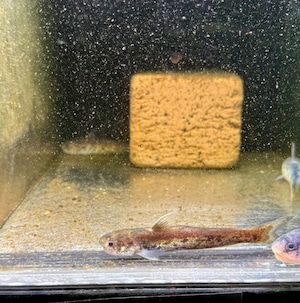 メタリックゴールドカンディル