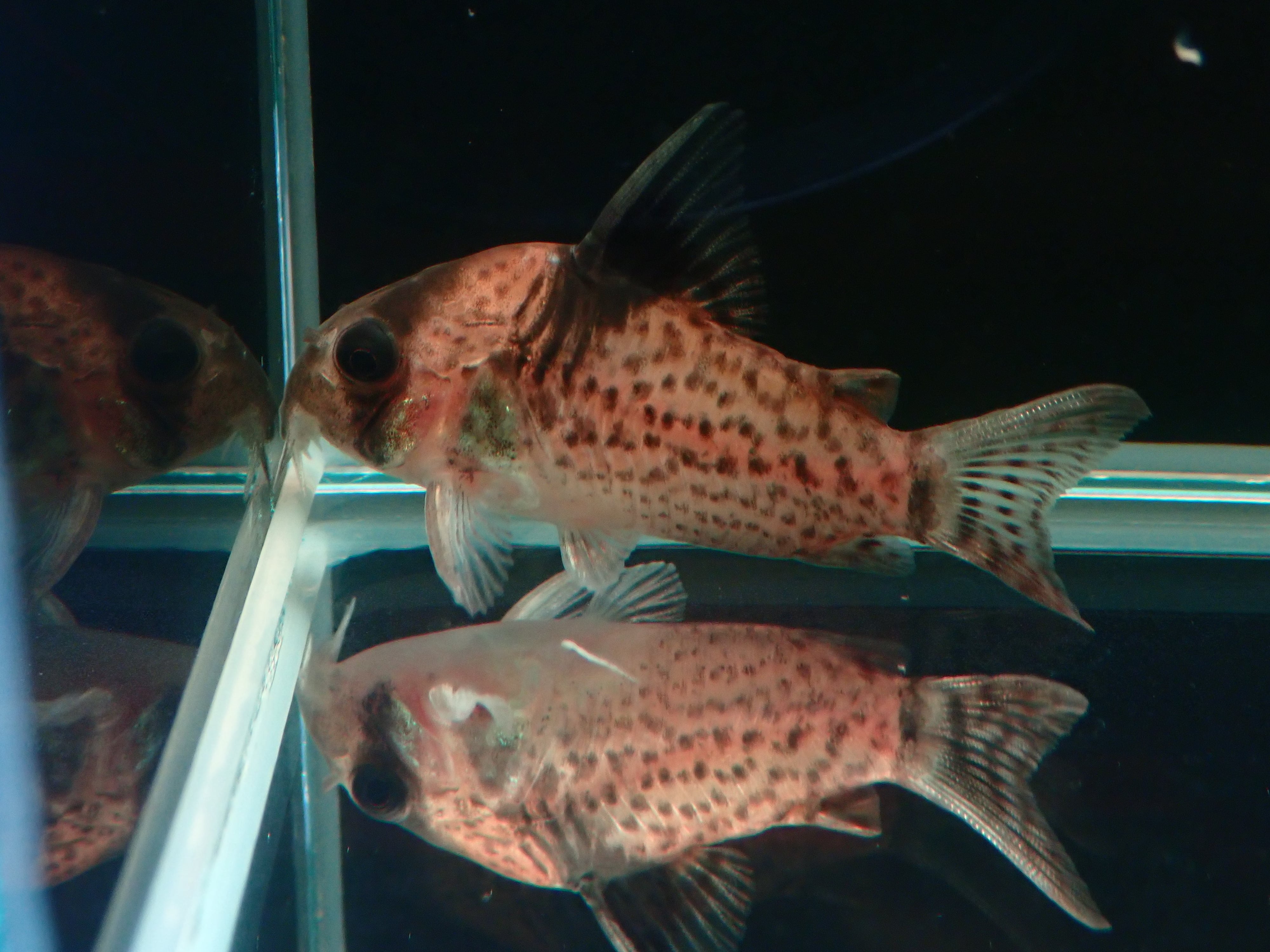 コリドラス パンク wild