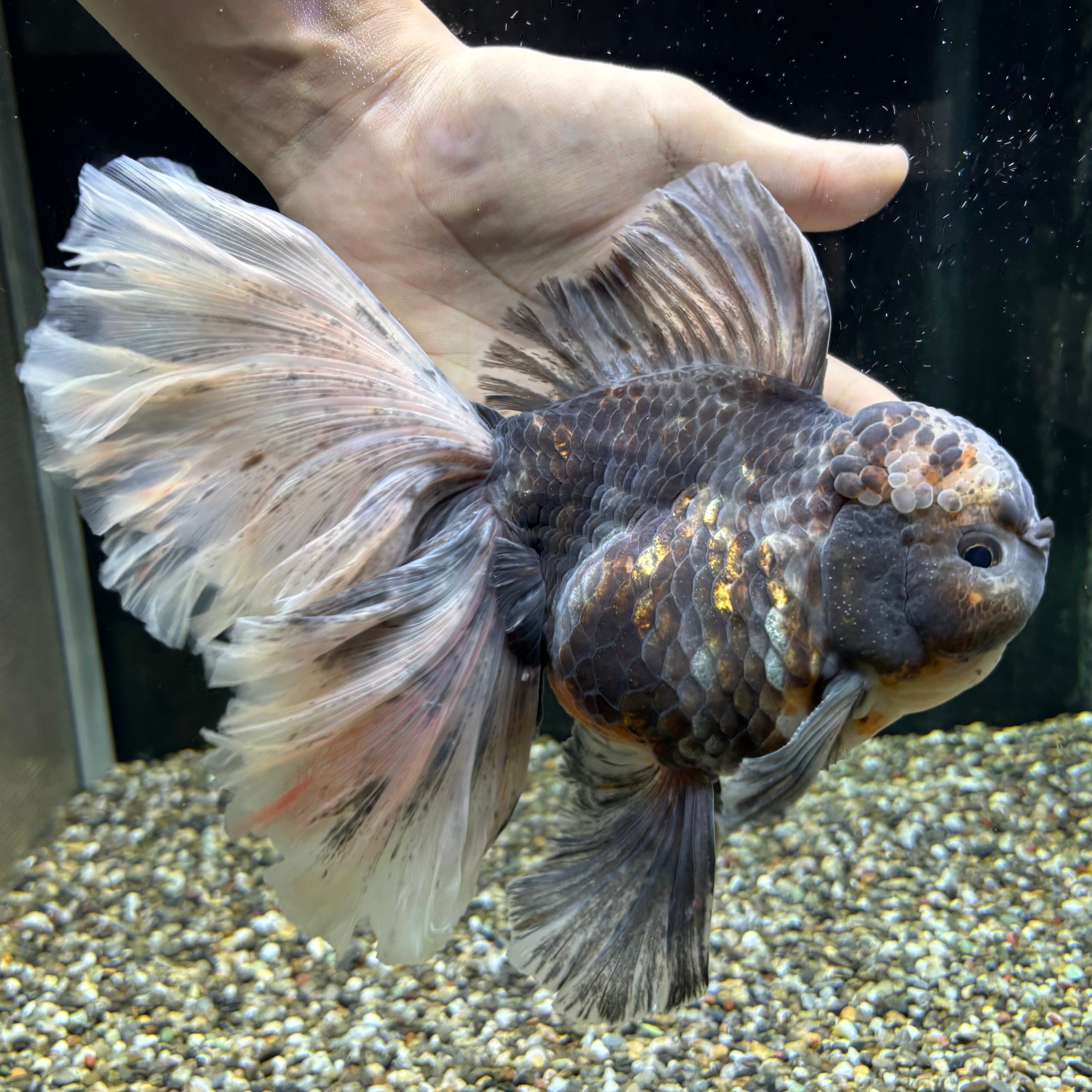 【セレクト】ローズテールオランダ 五色 21cm