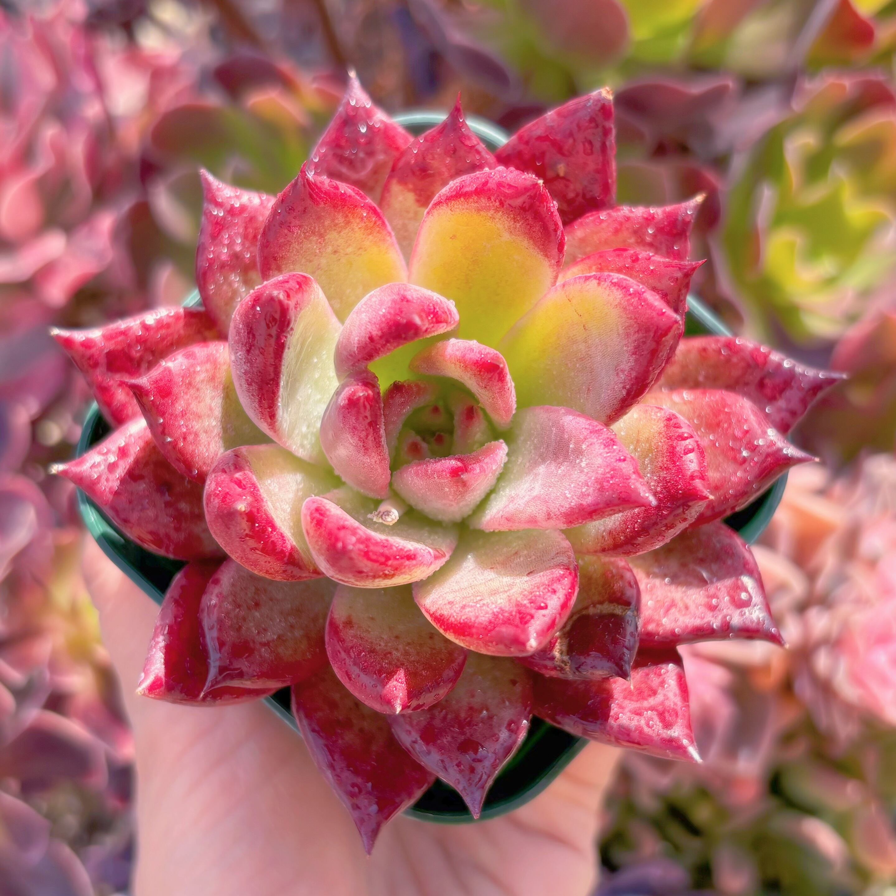 現品　プラトニック#234　古株　るる農園