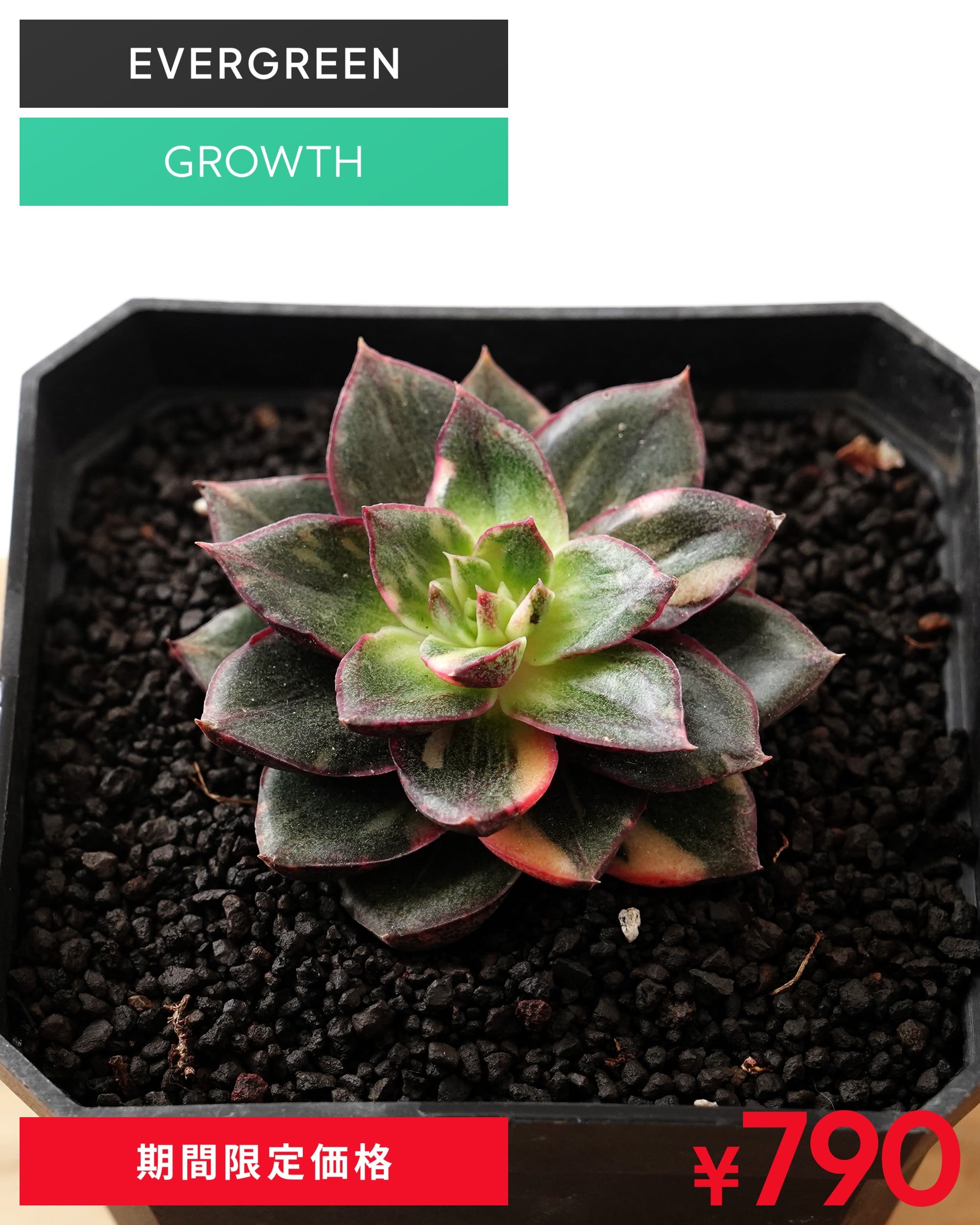 ブランド・レア度 | PUKUBOOK SUCCULENTS