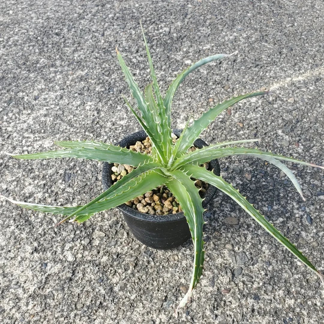 Hechtia（ヘクチア） | レアプランツ通販サイトPlants Maniax