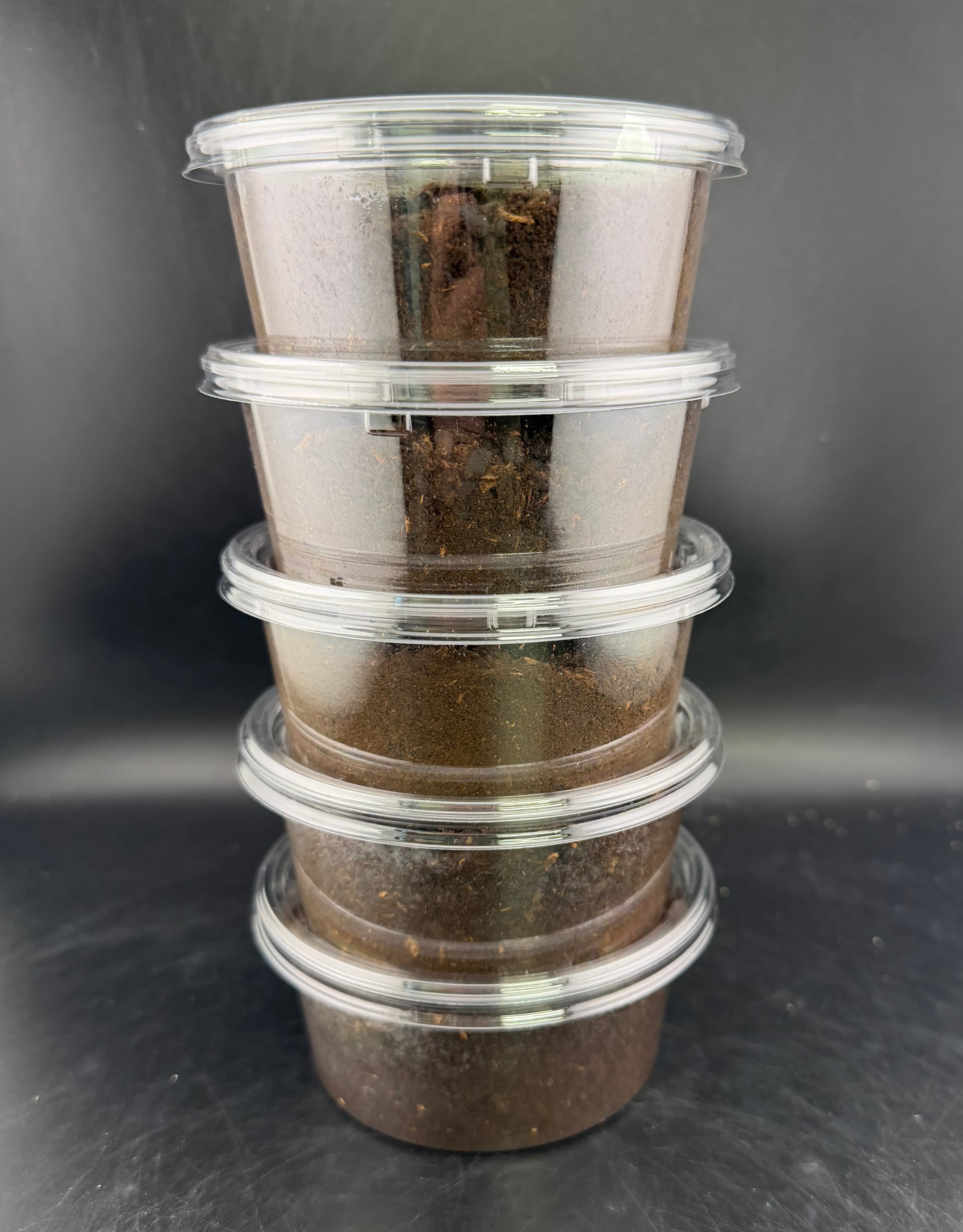 WF1】《クリイロムナコブサイカブト 幼虫5頭セット》 | KPW公式