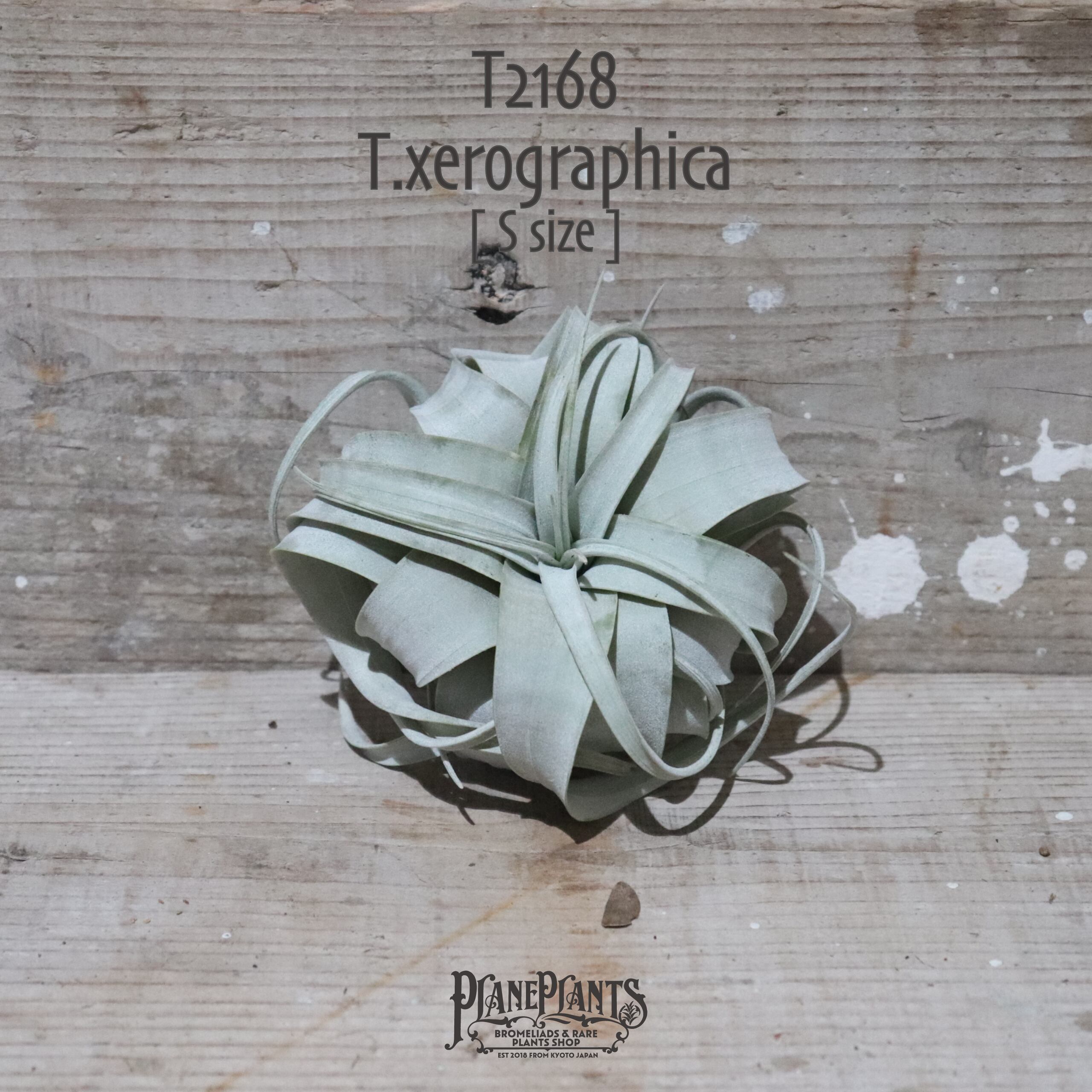 【送料無料】キセログラフィカ S〔エアプランツ〕現品発送T2168