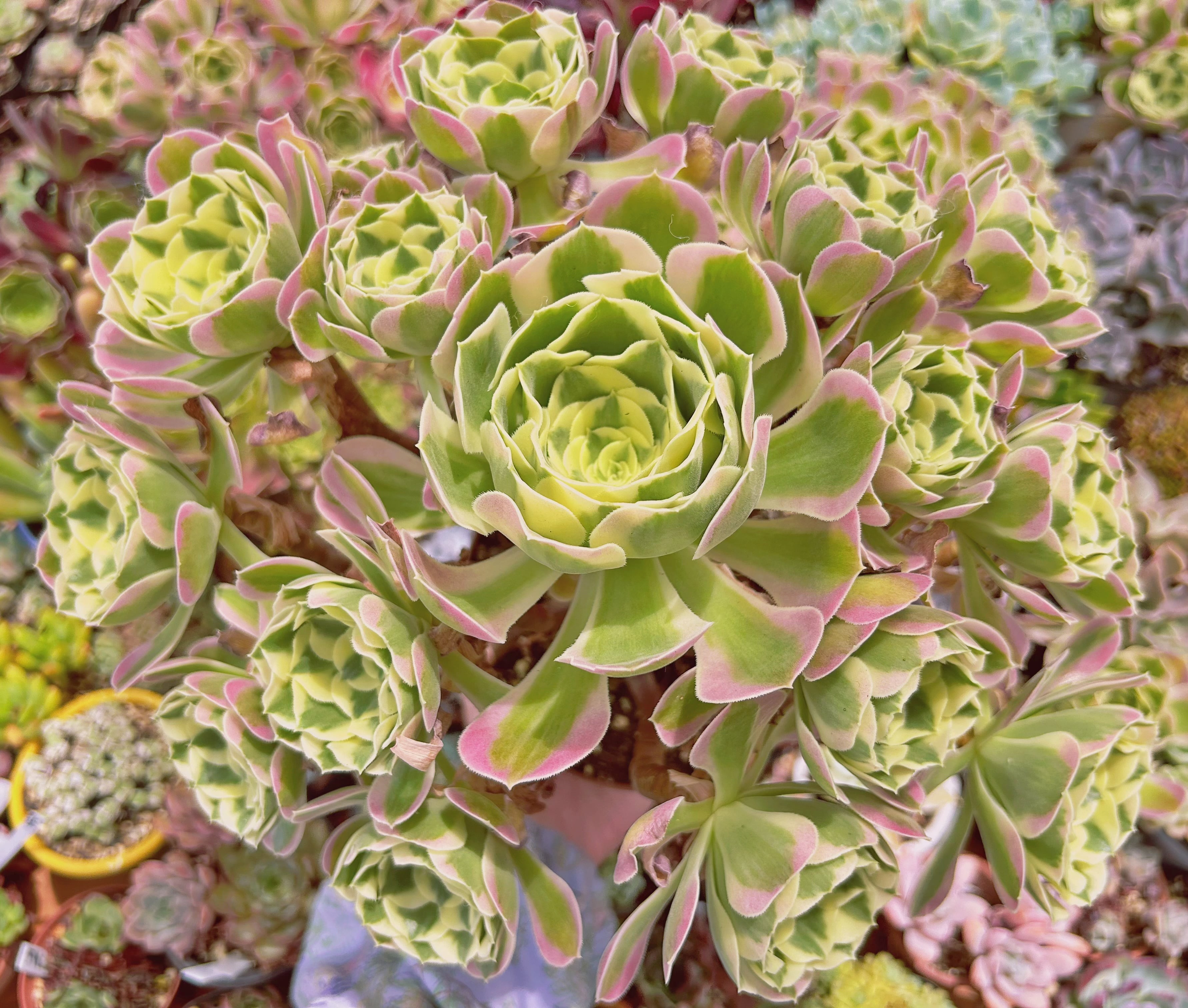 現物　多肉植物　Aeonium   白鳳錦　特特大　抜き苗