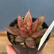 farmPALKさん苗 エケベリア トリマネンシス × ロメオルビン【906】