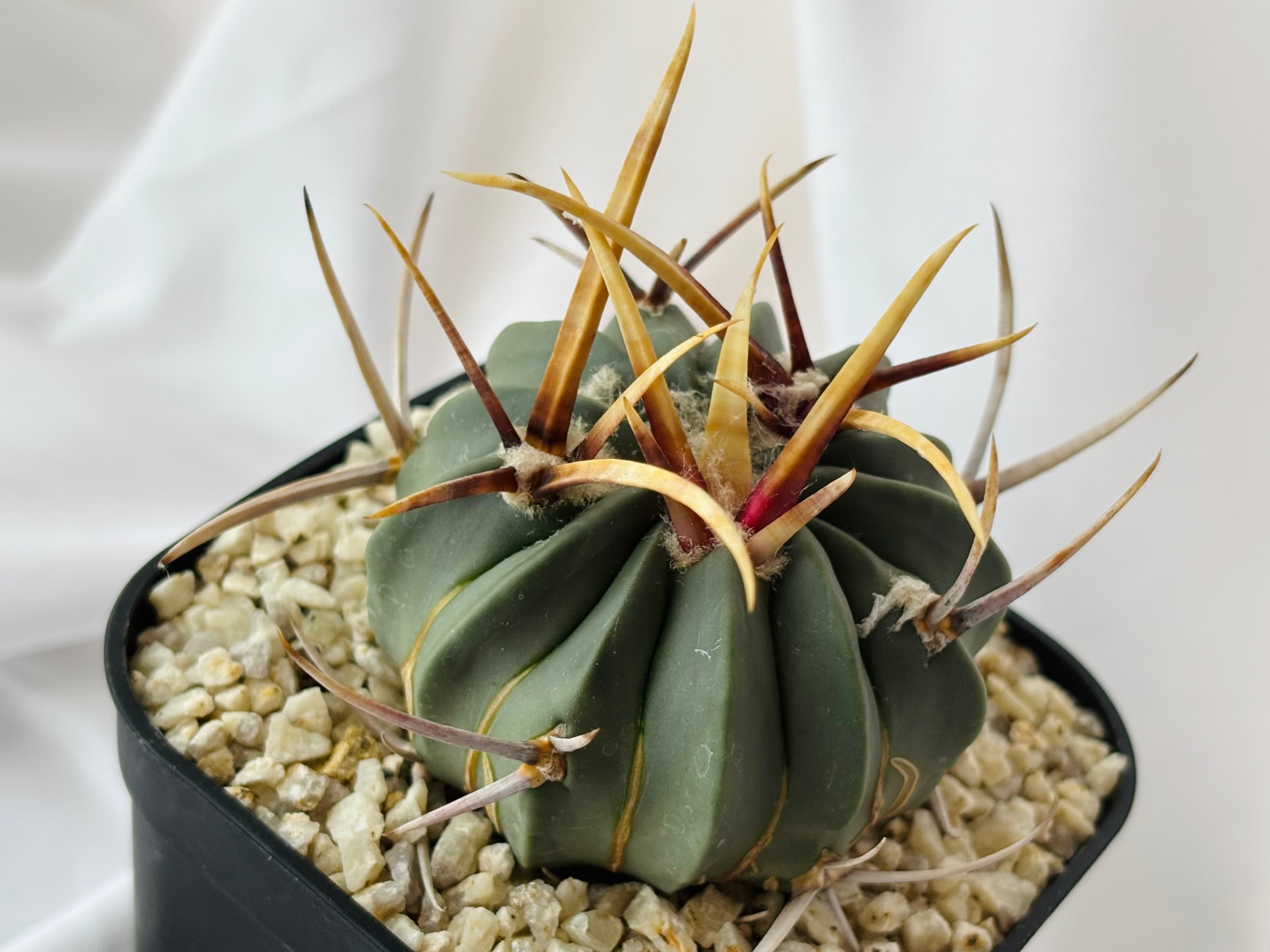Echinofossulocactus coptonogonus エキノフォスロカクタス 竜剣丸 強