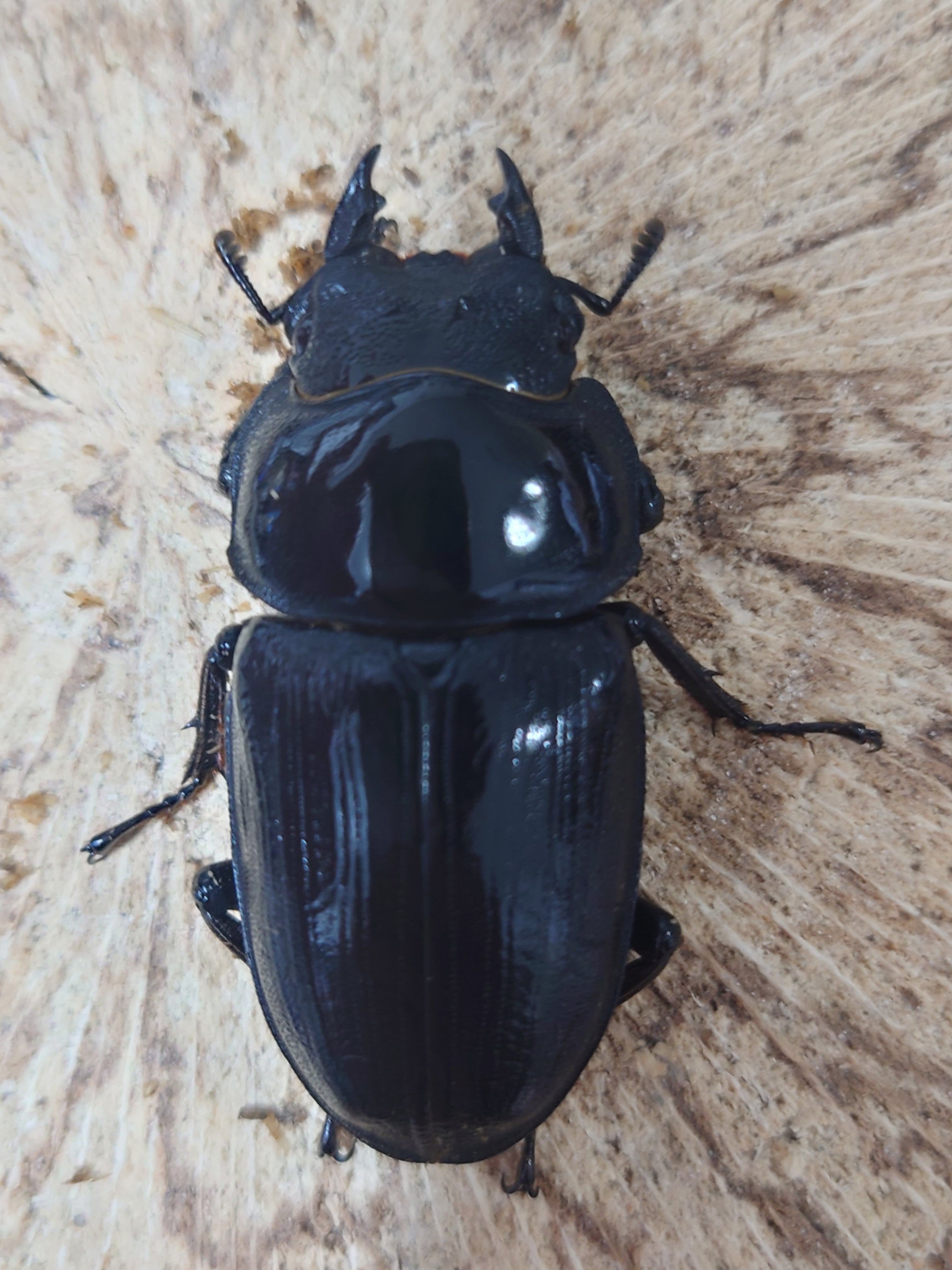 DRIP 】◇能勢YG血統◇ オオクワガタ ♂88.0mm+♀56.0mm 新