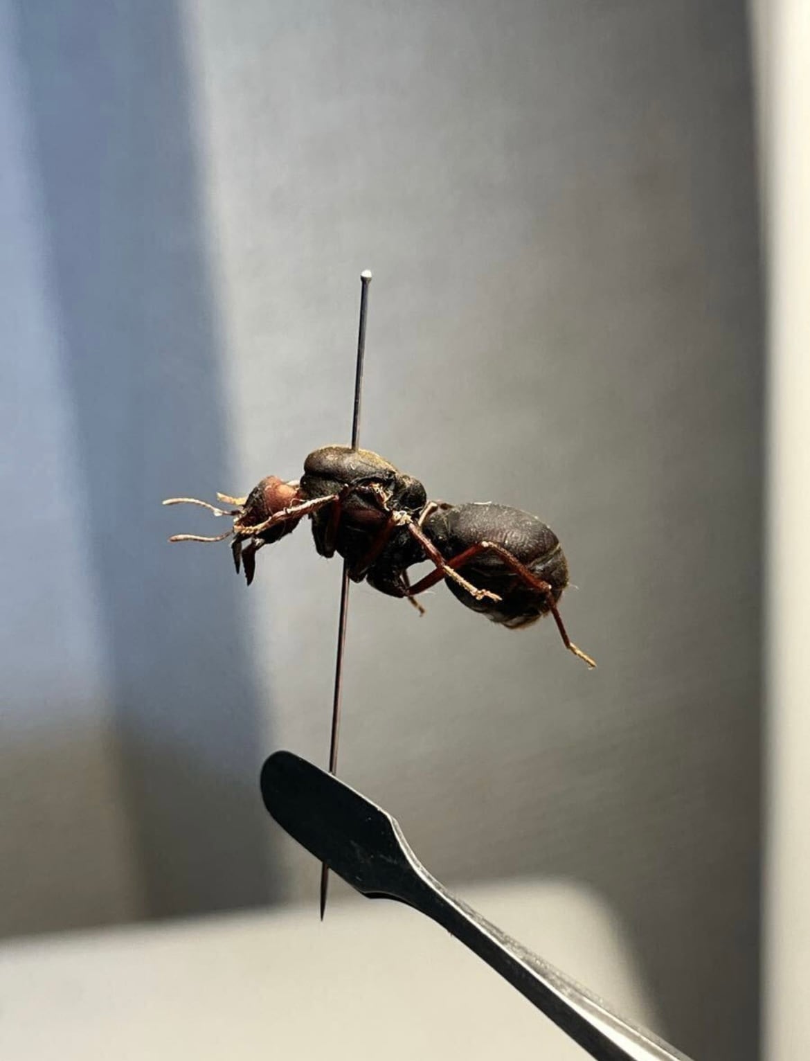 20mm】ハキリアリの女王標本 Atta cephalotes？ パラポネラ