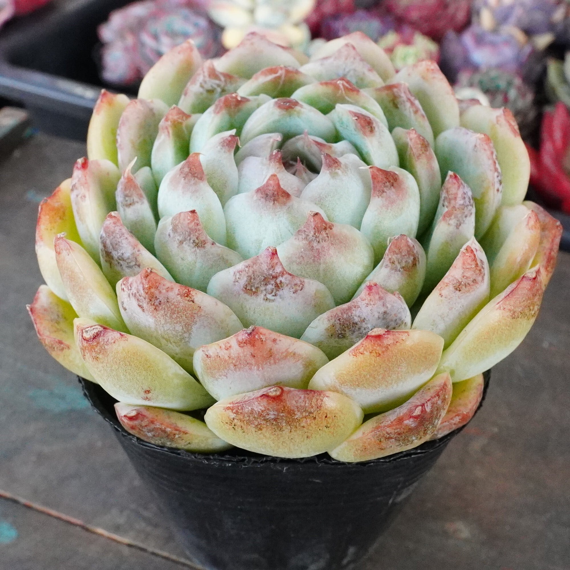 静の舞 多肉植物 クラッスラ 安心の生産ポットそのまま販売（8