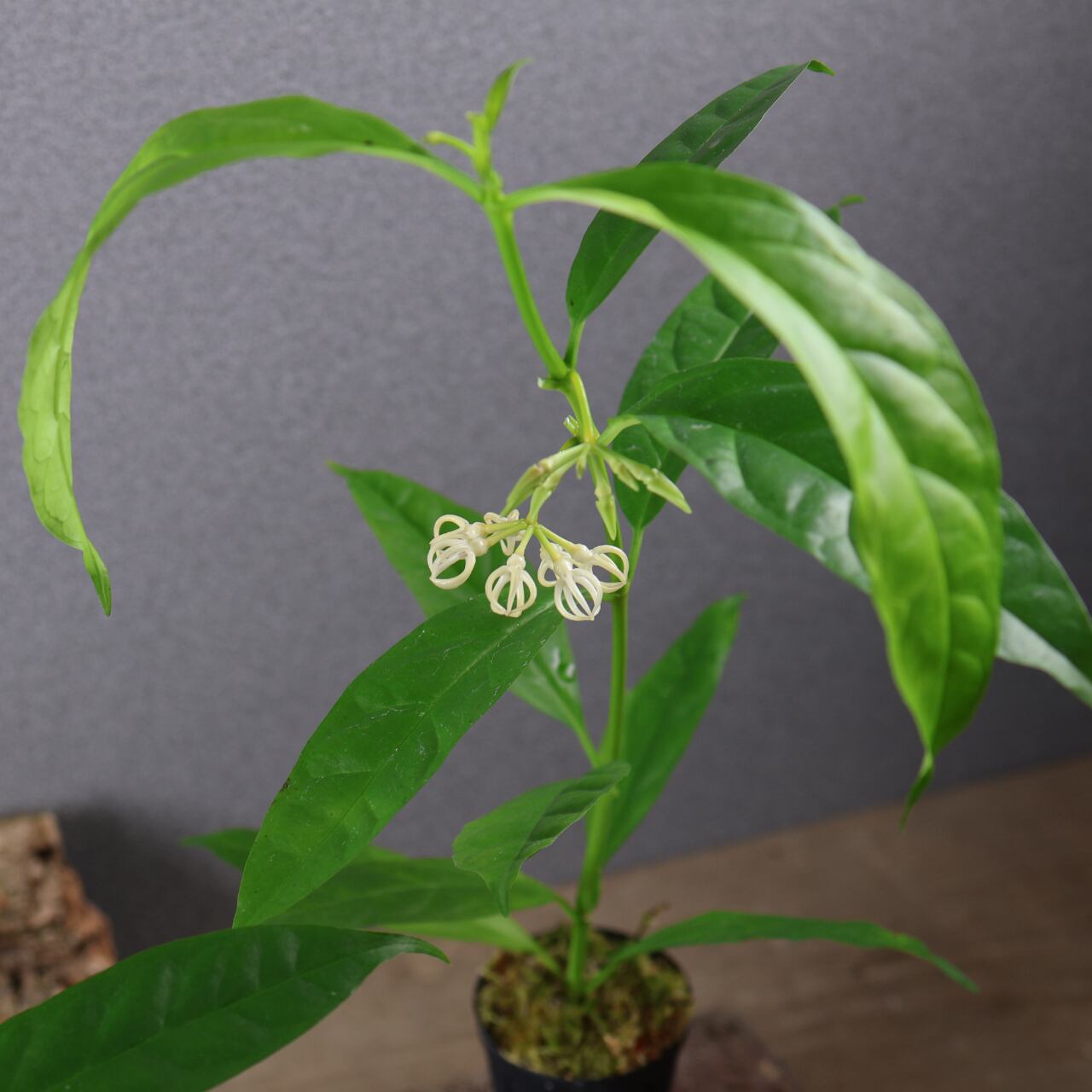 600『ホヤ デシプラエ』花苗【送料無料】 | MARX PLANTS | 観葉植物