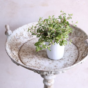 mondimanche 宿根草　ベロニカレッドラインコンパクター｜丈夫　横に広がる　寄せ植え、お庭、花壇に植えると長く楽しめる