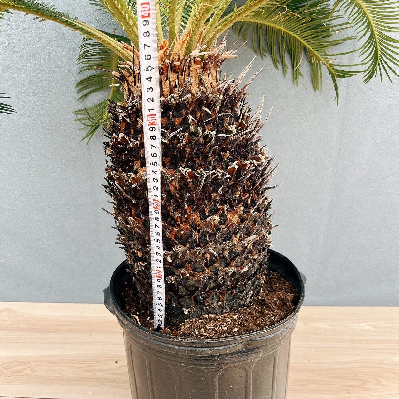 ［現品］☆おすすめ☆ A1 ソテツ　10号　観葉植物　大型　屋外　綺麗　幹太 現品］☆おすすめ☆ A1 ソテツ 10号 観葉植物 大型 屋外 綺麗 幹太