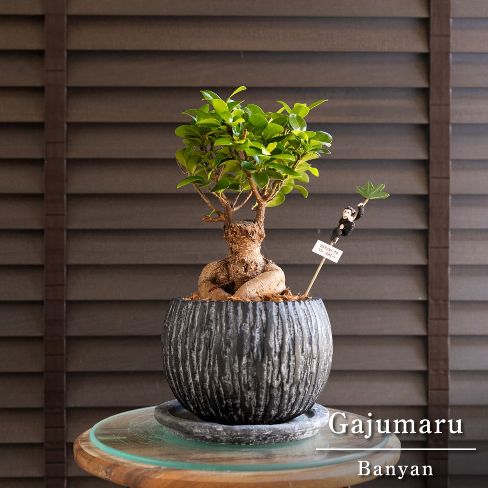 運気UP ガジュマルの木 5号 陶器鉢 ピック付 観葉植物 ガジュマル