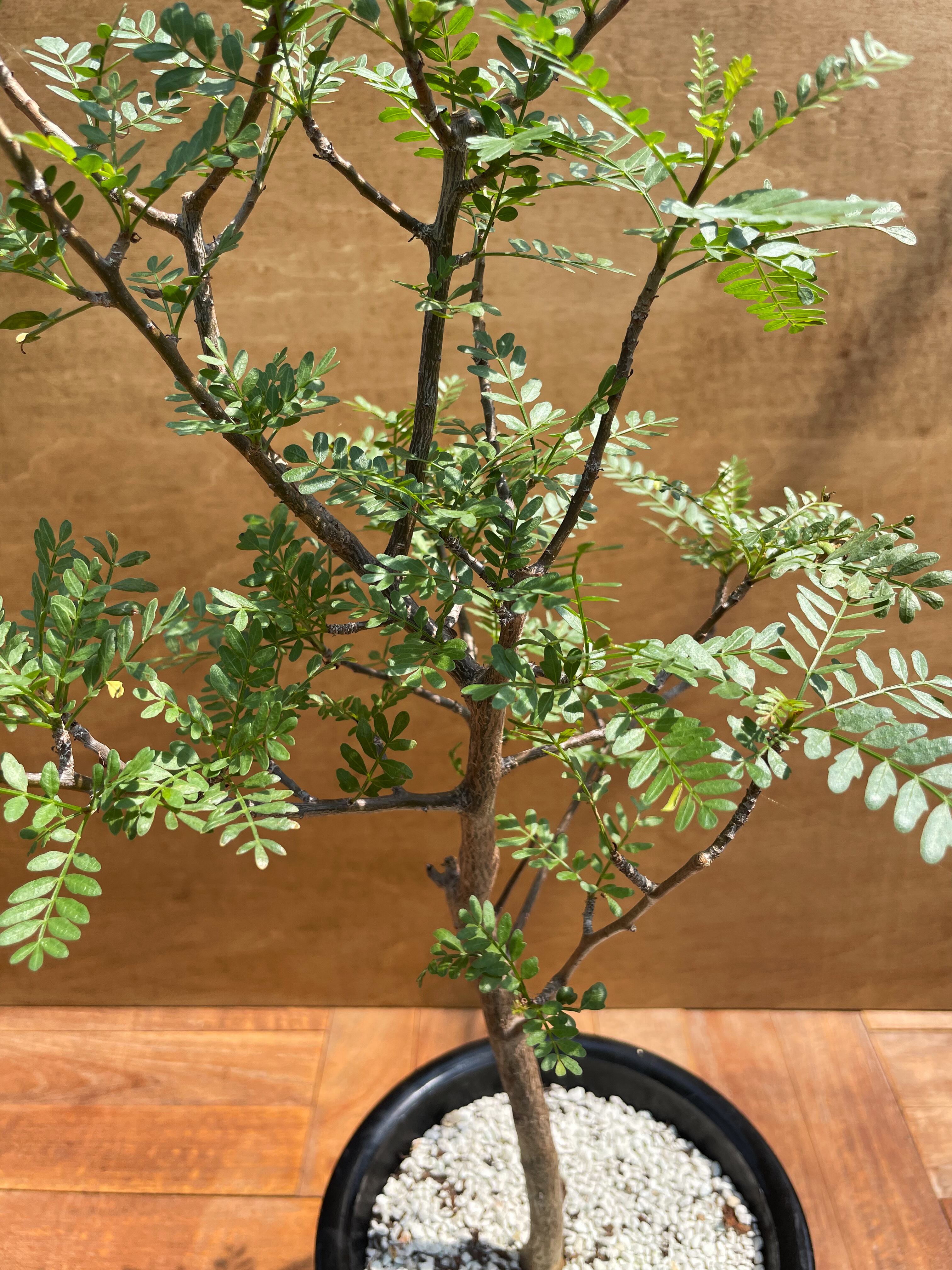 Bursera microphilla【ブルセラ・ミクロフィラ・実生】 | RIMO'S GREEN