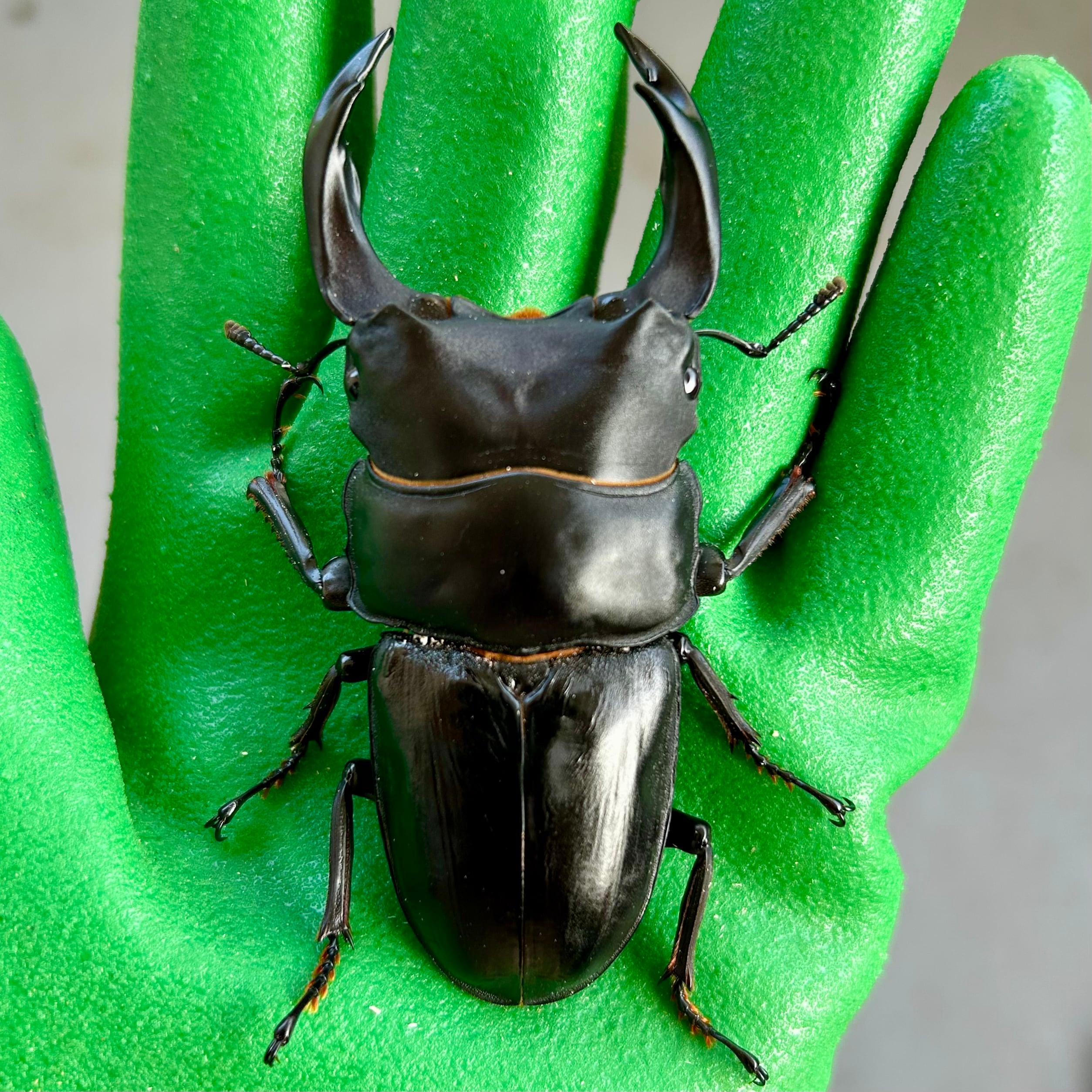 得価，豊富な】 【法人ストアESW】能勢YG オオクワガタ ペア ♂89.0mm