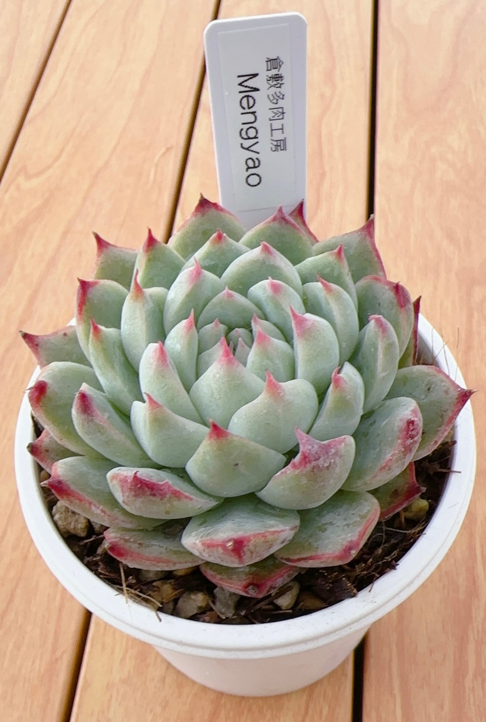 一寸鉢✴︎20個セット✴︎ | 倉敷多肉工房