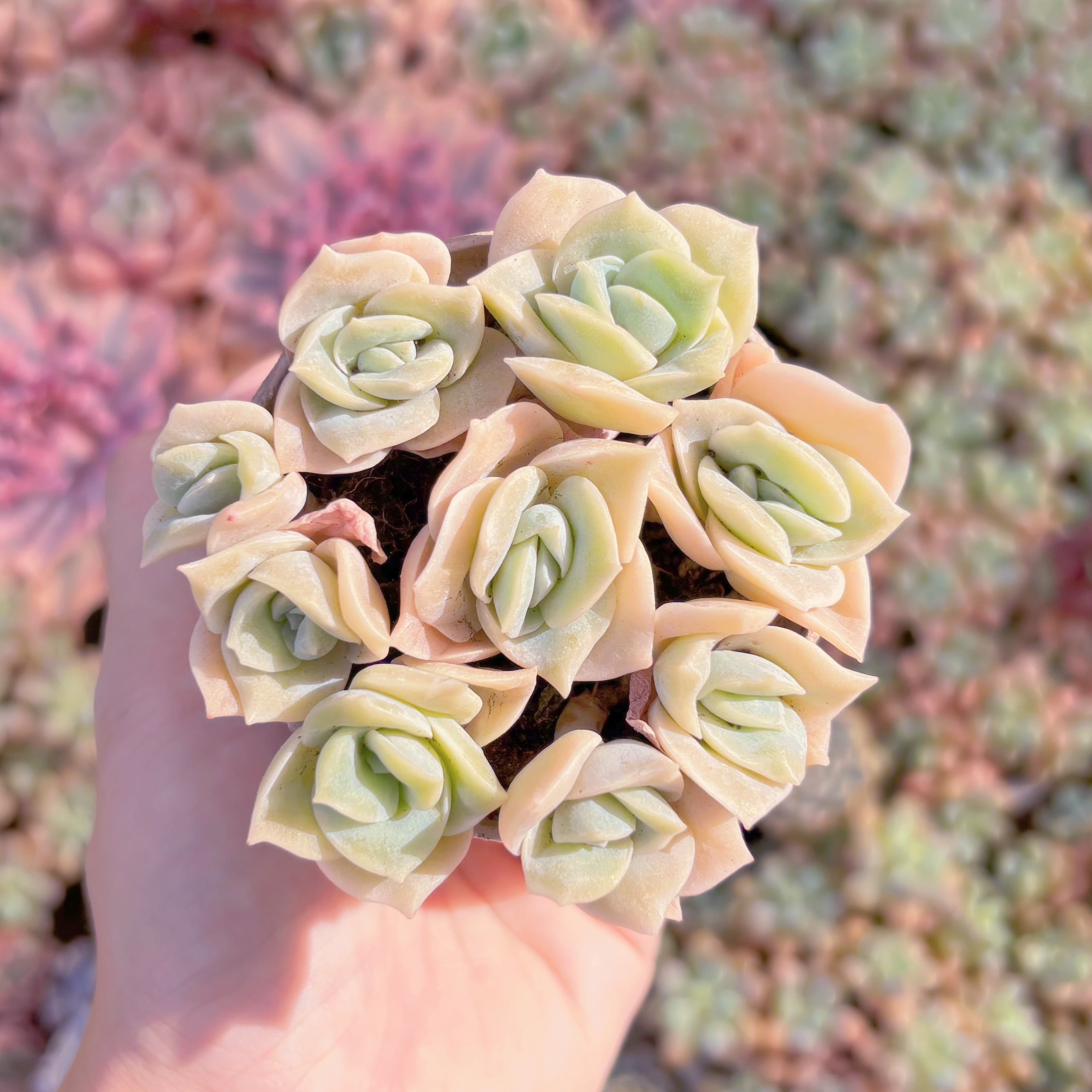 多肉植物　ピンクラブリーローズ　新入荷　るる農園