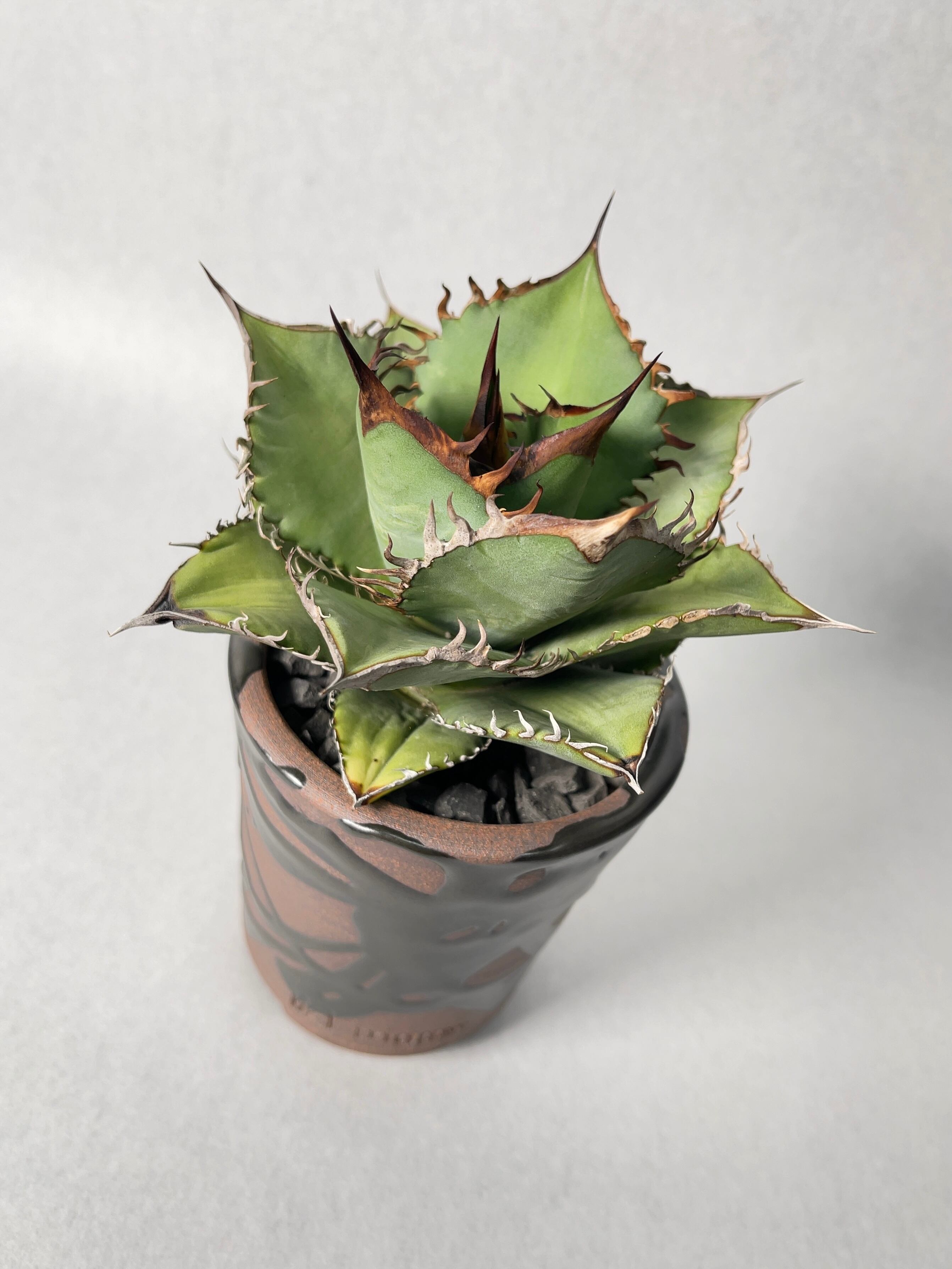 アガベ・オアハカオテロイ | trigger