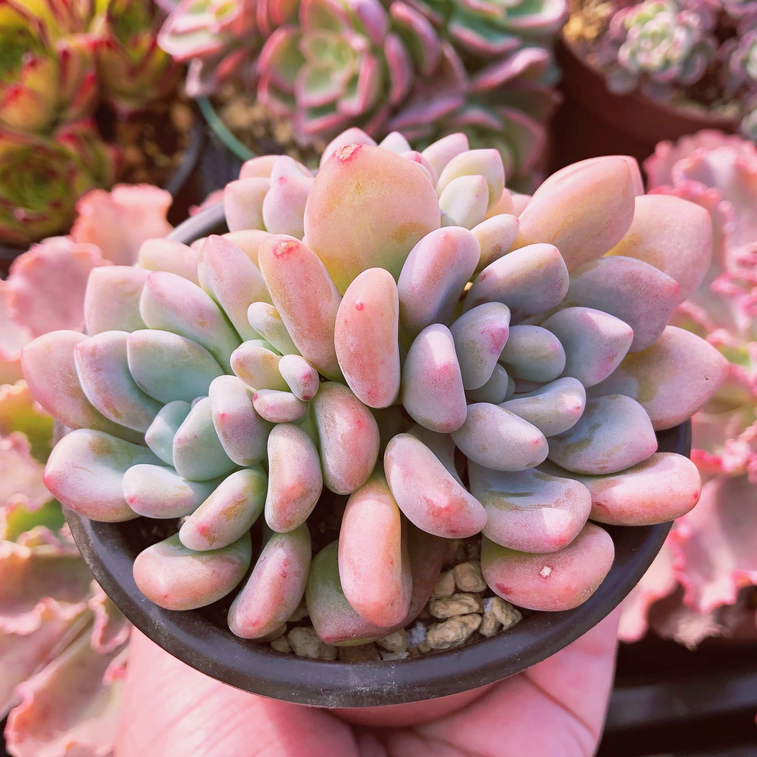 多肉植物 Daphne 群生 3～5頭 抜き苗 | るる農園~多肉植物専門