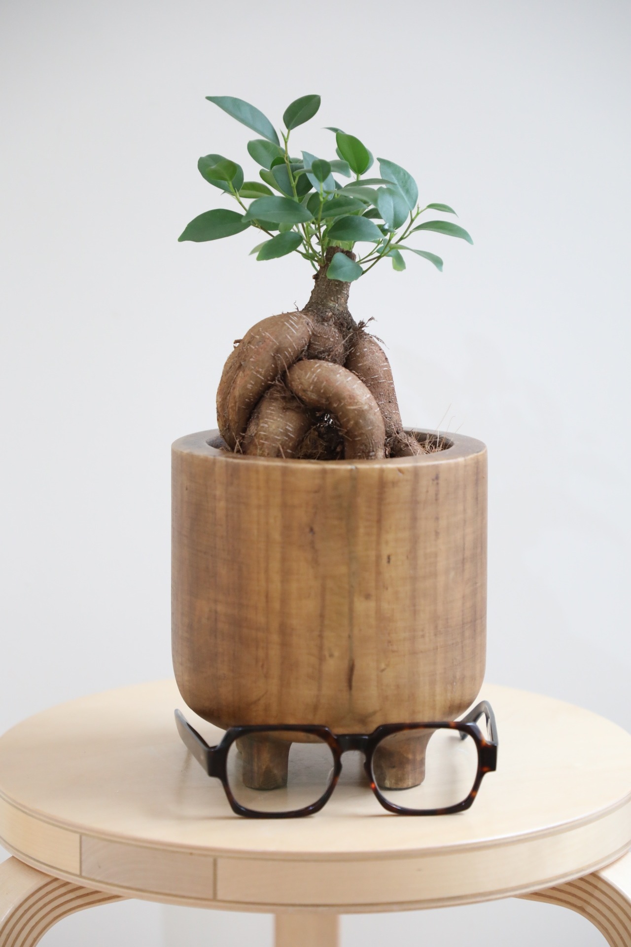 【S】ガジュマル/Ficus microcarpa