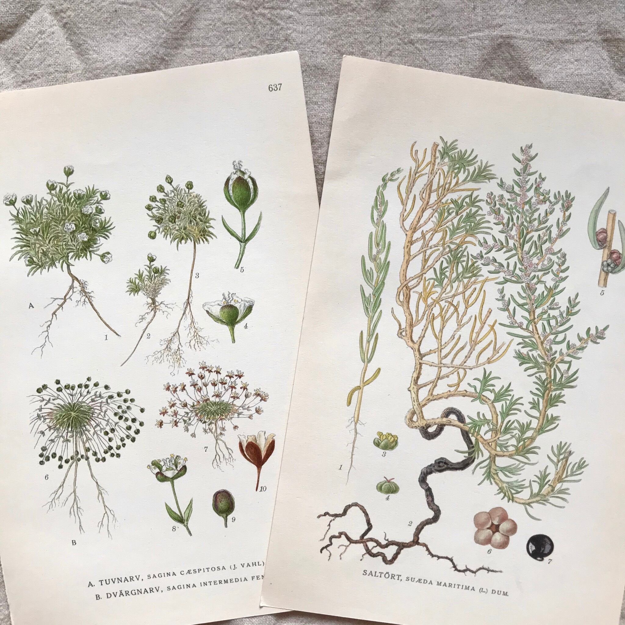 植物の紙セット5