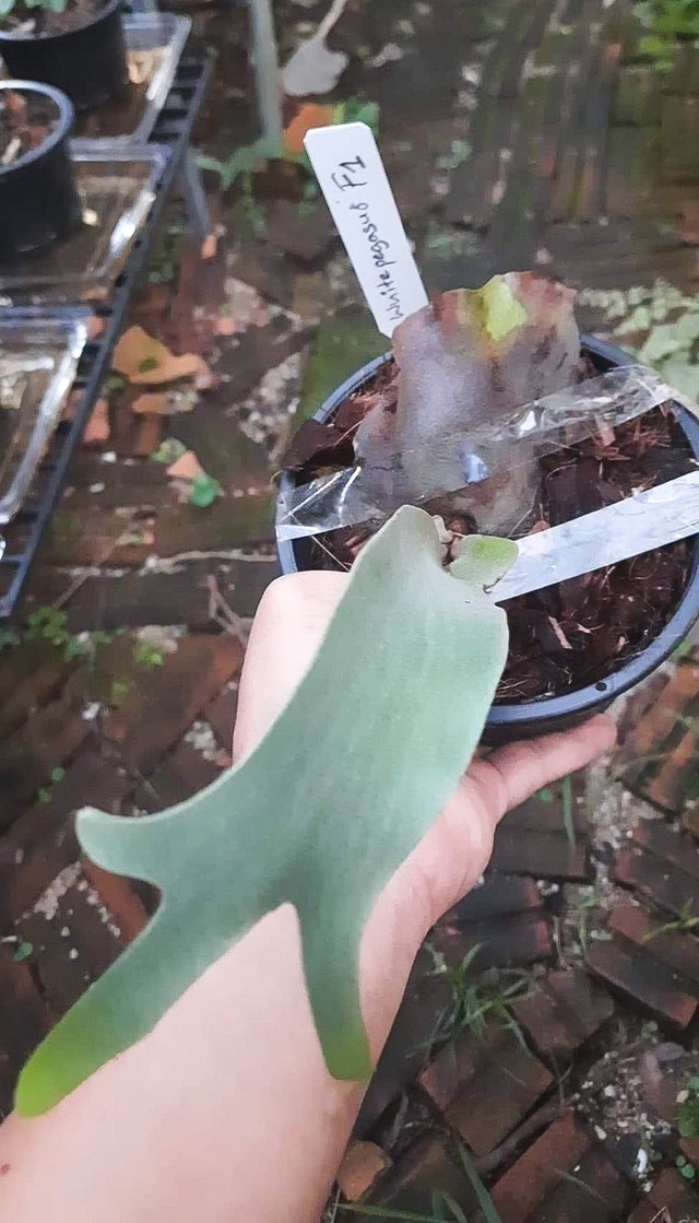 P.White Pegasus F1 【artPLANTs】ビカクシダ/Platycerium