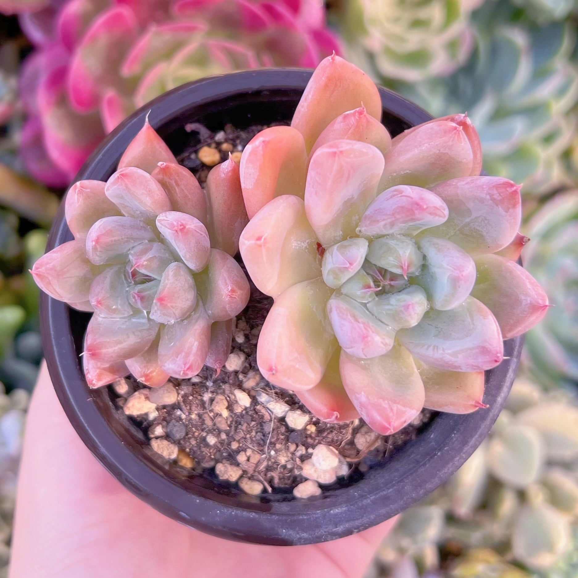 現品　ウェーディングリング#A07　古株　るる農園