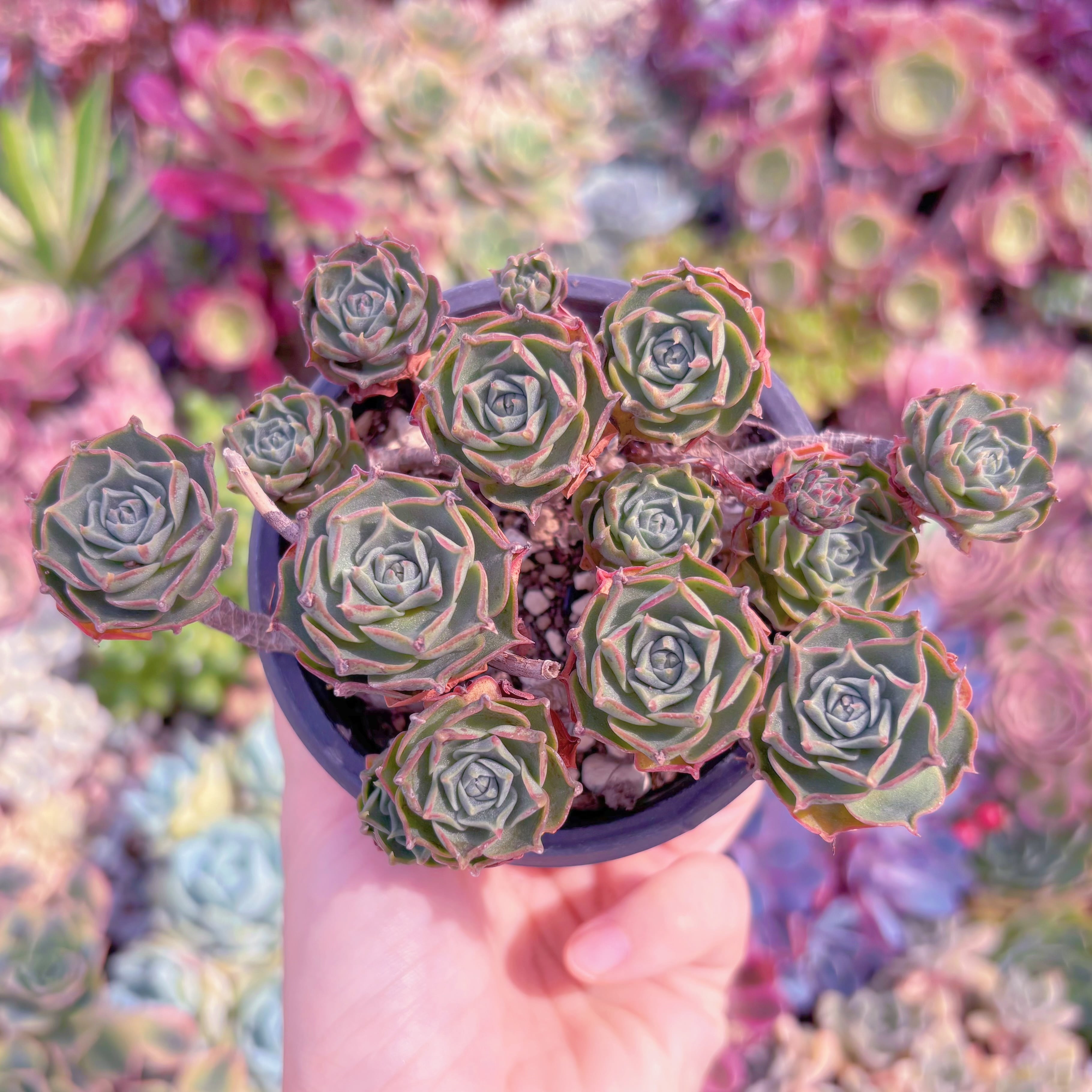 現品　ヨロッパロンギシマ#K001　るる農園