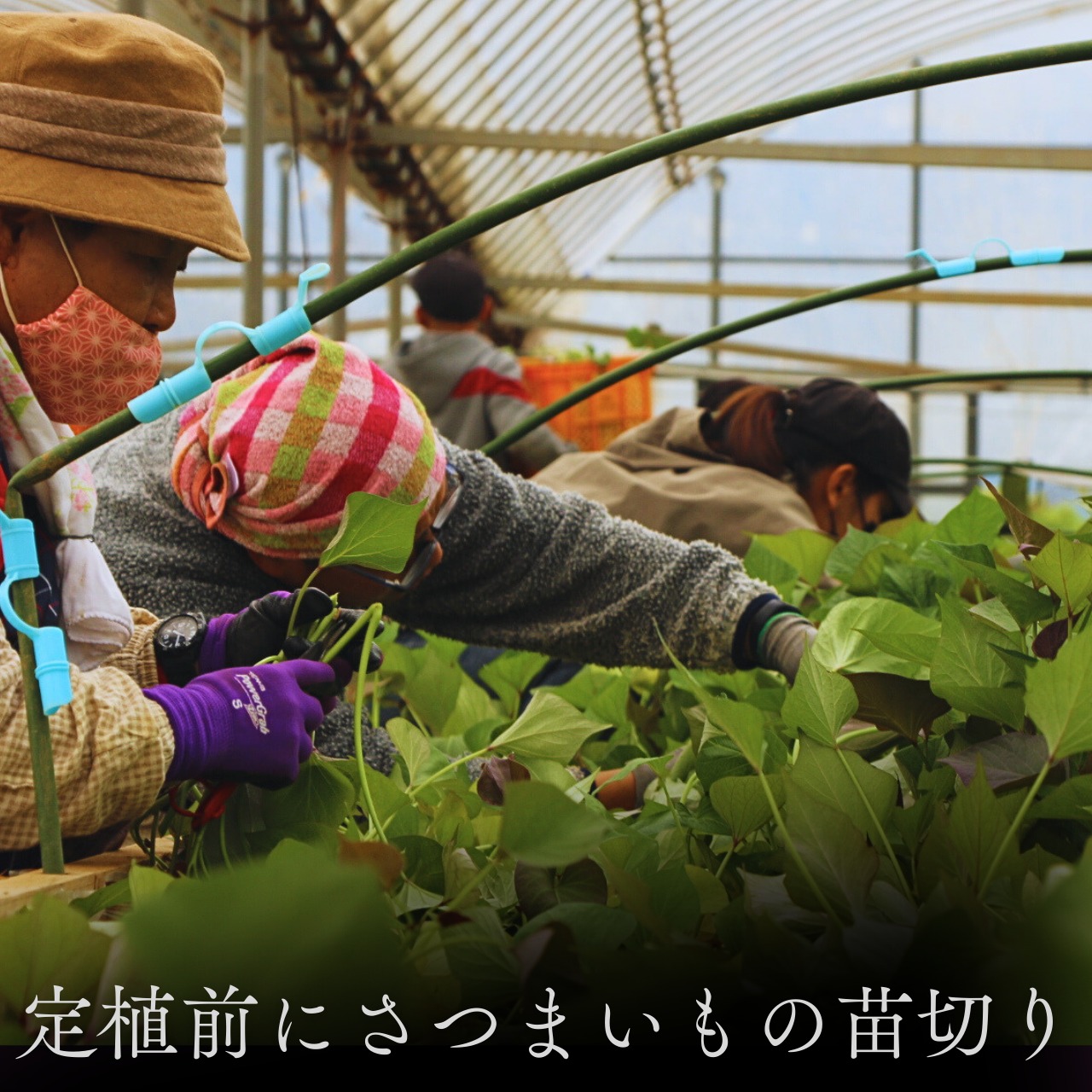 安納芋 有機栽培 長崎県五島列島産 約2.5kg (S、2Sサイズ混合) 有機JAS認証 さつまいも 土付き 焼き芋向き 産地直送 貯蔵後、順次発送