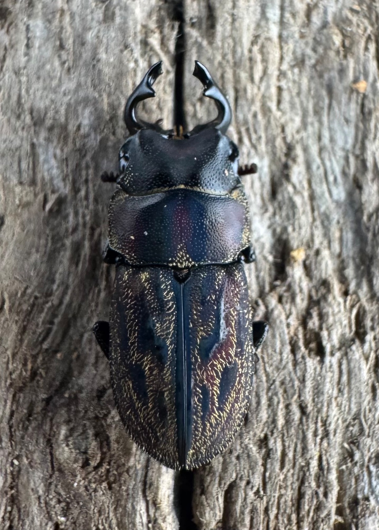 《ペルークワガタ Free ペア》②