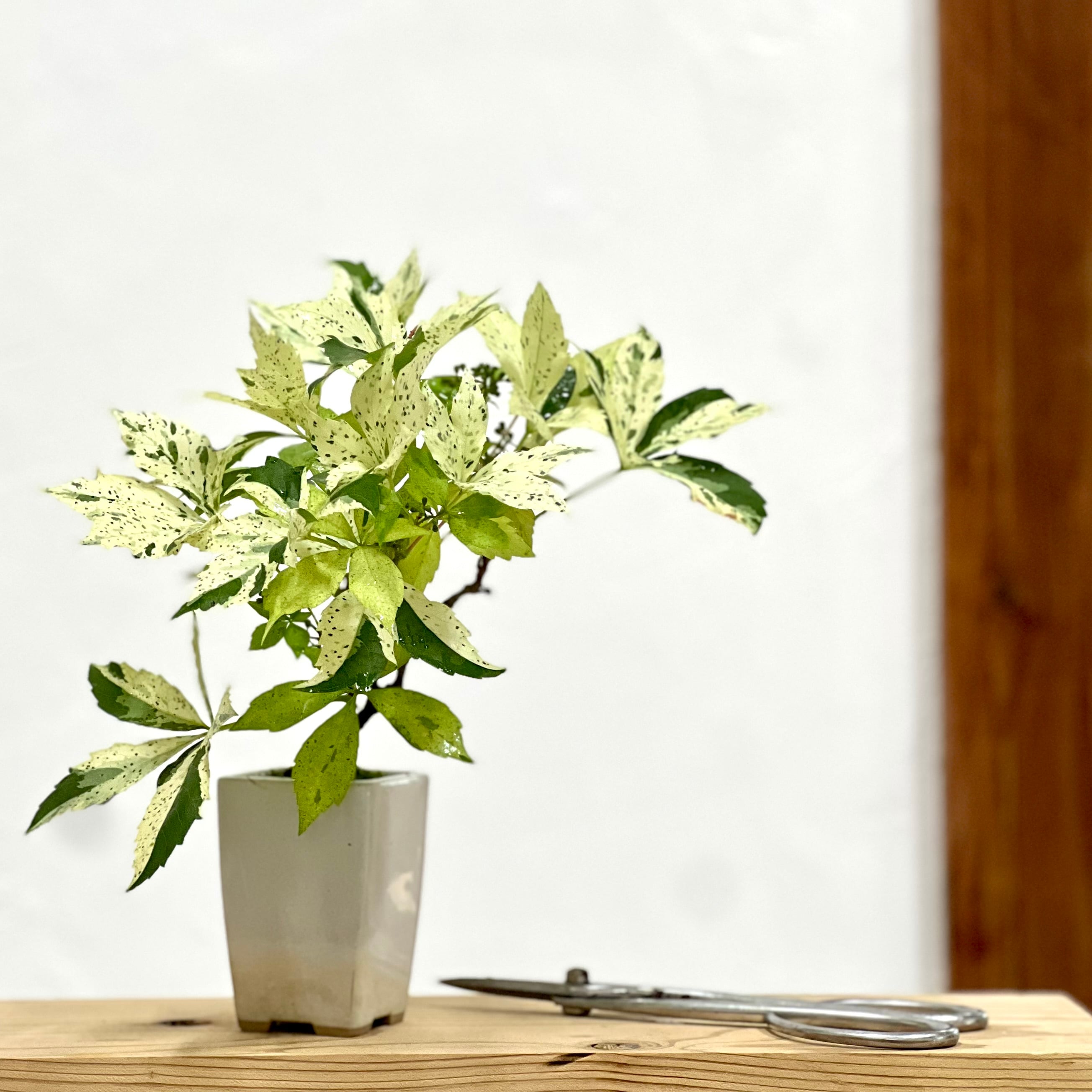 真柏 石付き盆栽｜山景を感じる一点物｜高さ約17cm | BONSAI Labo