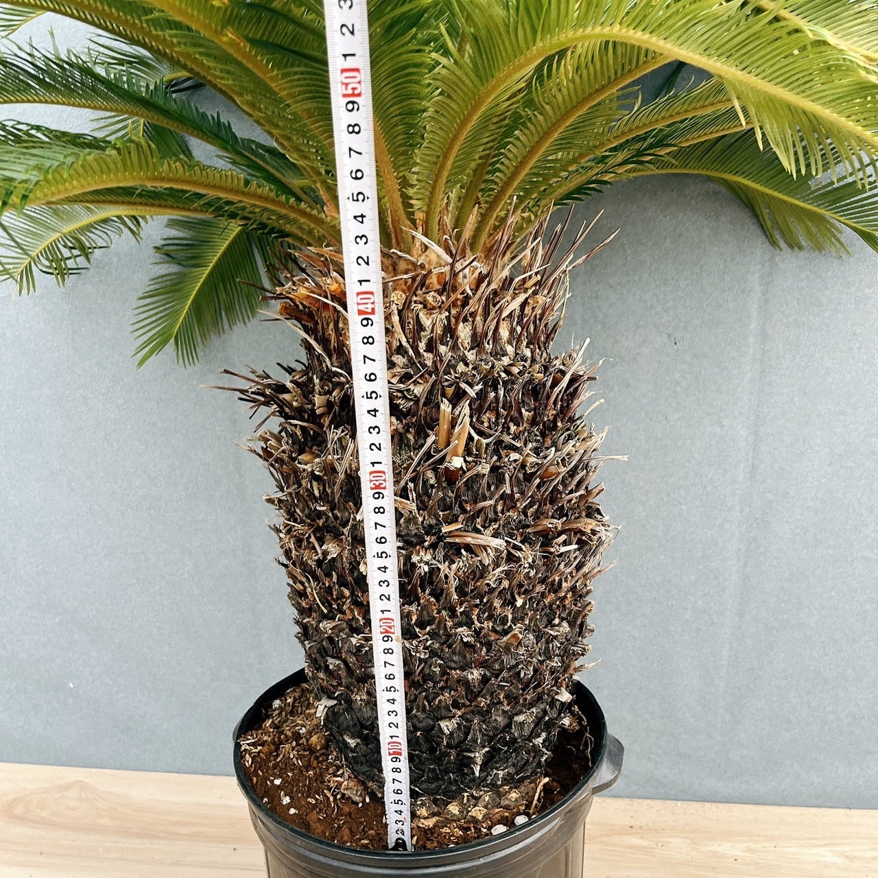 現品］存在感抜群！ 63番 ソテツ 10号 観葉植物 大型 屋外 綺麗 幹太
