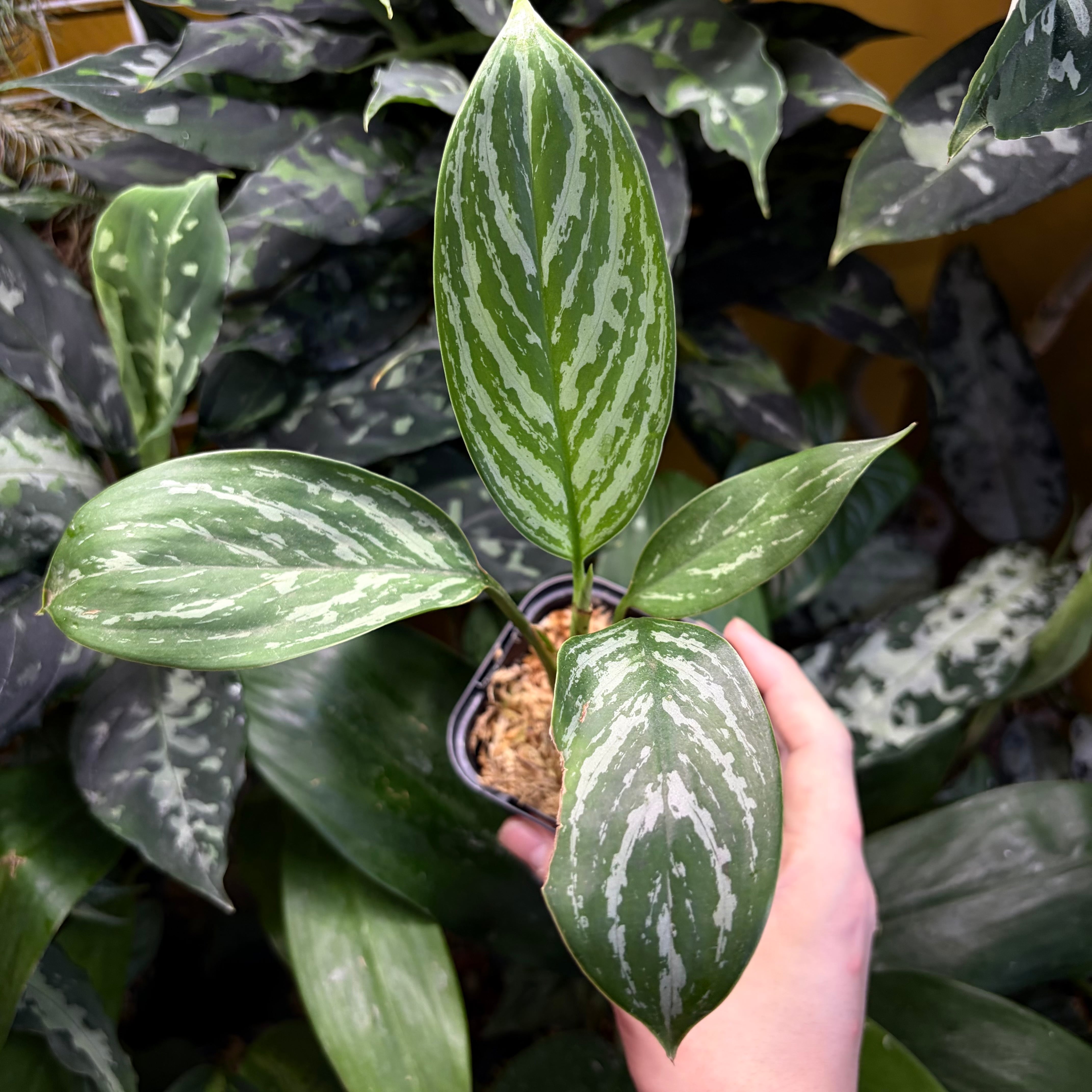 Nautilocalyx pemphidius ノーティロカリクス | 熱帯雨林植物専門店