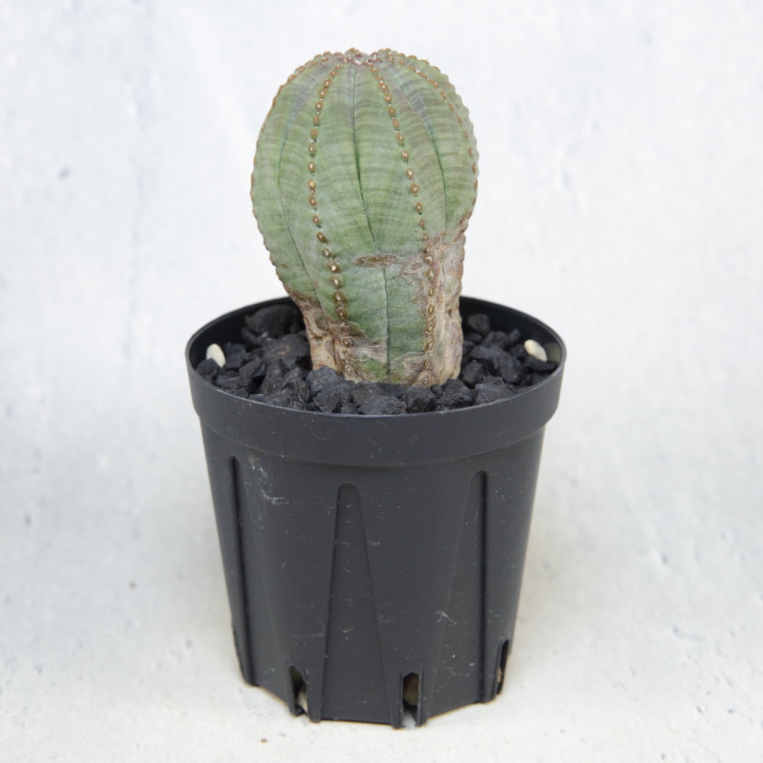 美模様 木質化 まん丸 オベサ / ユーフォルビア | LIGHTHOUSE.PLANTS