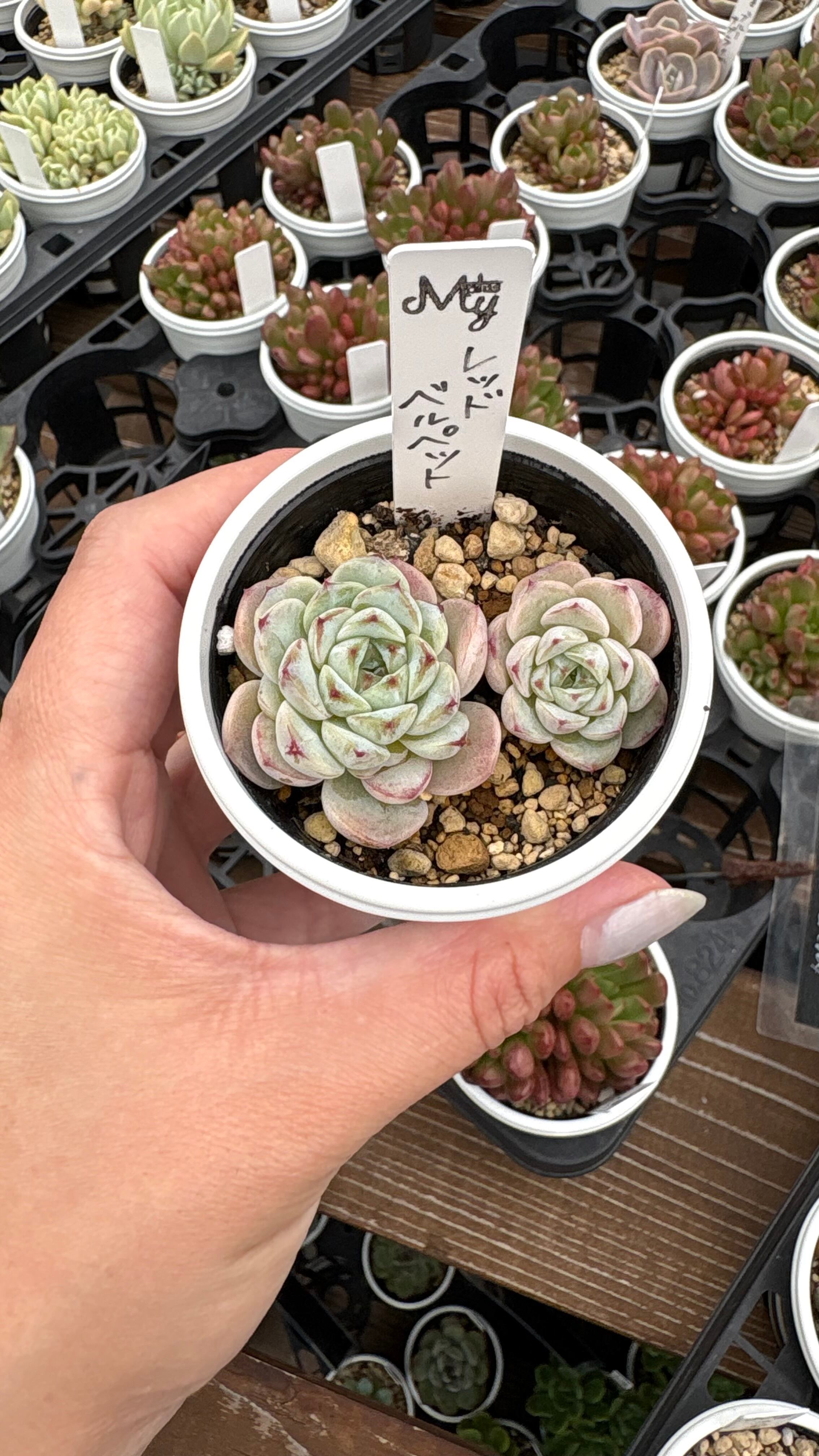 レッドベルペット 多肉植物 エケベリア 安心の生産ポットそのまま販売