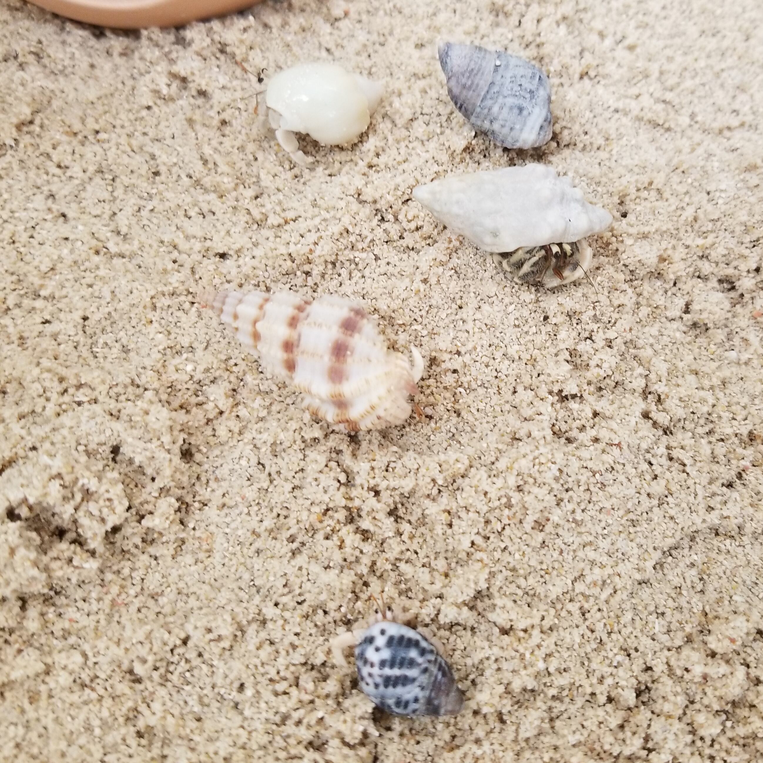オカヤドカリ生体 Sサイズ 1匹 沖縄の砂