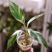 Banana Musa Ae Ae⑧ / ムサ アエアエ (斑入バナナ)│観葉植物