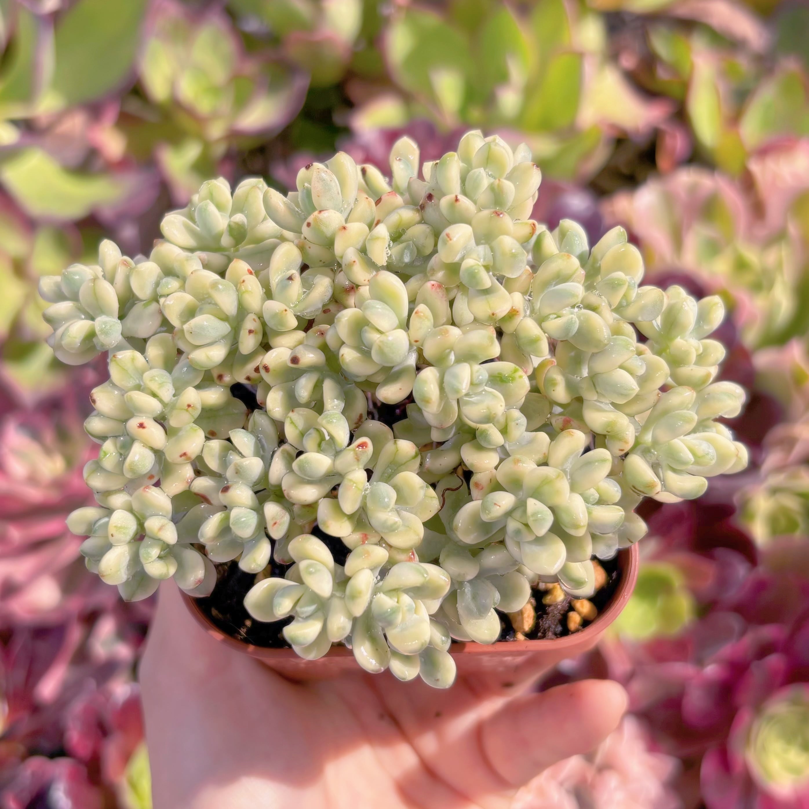 現品　マイキーシュガー錦#736　新入荷　るる農園