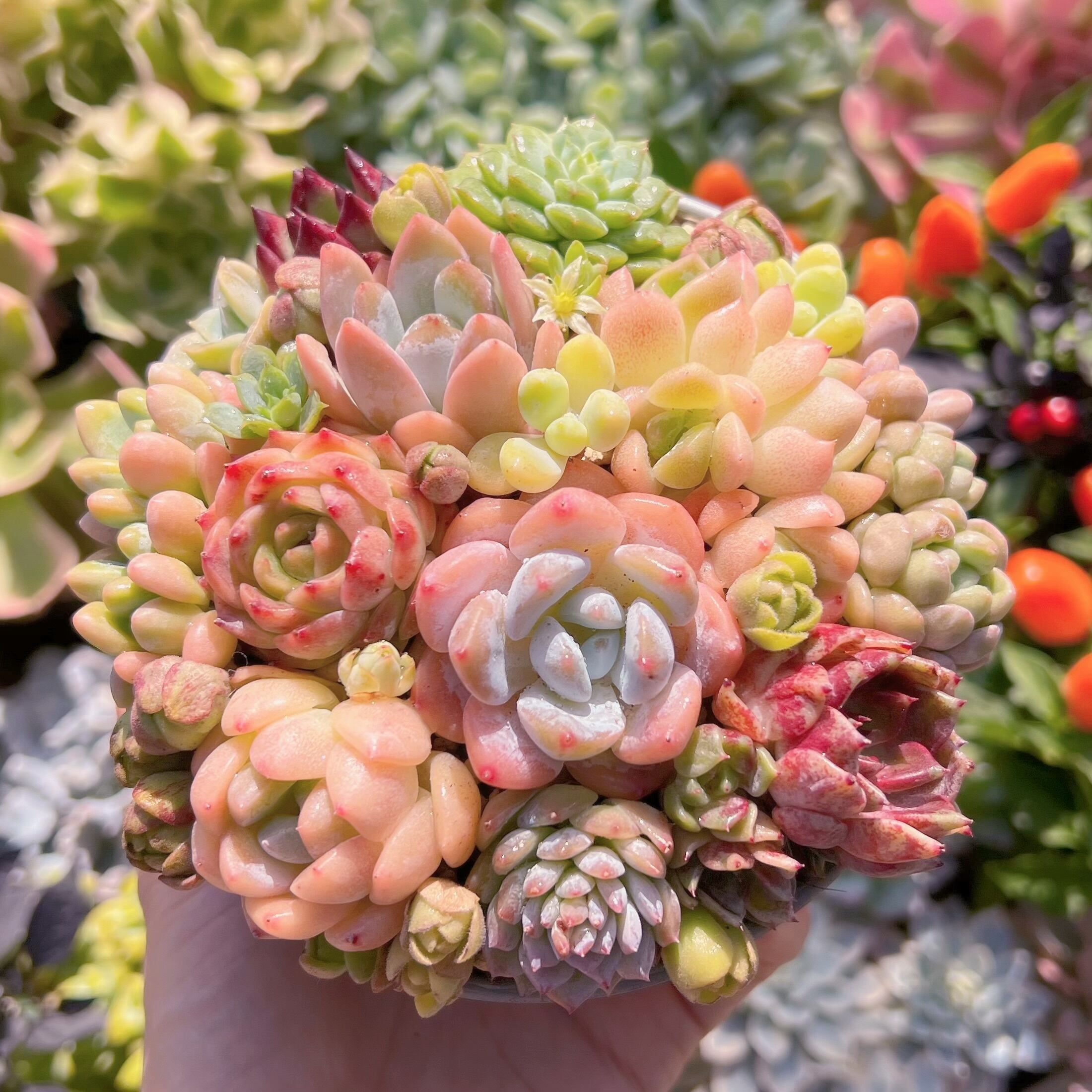 現物　寄せ植え鍋セット#672   るる農園