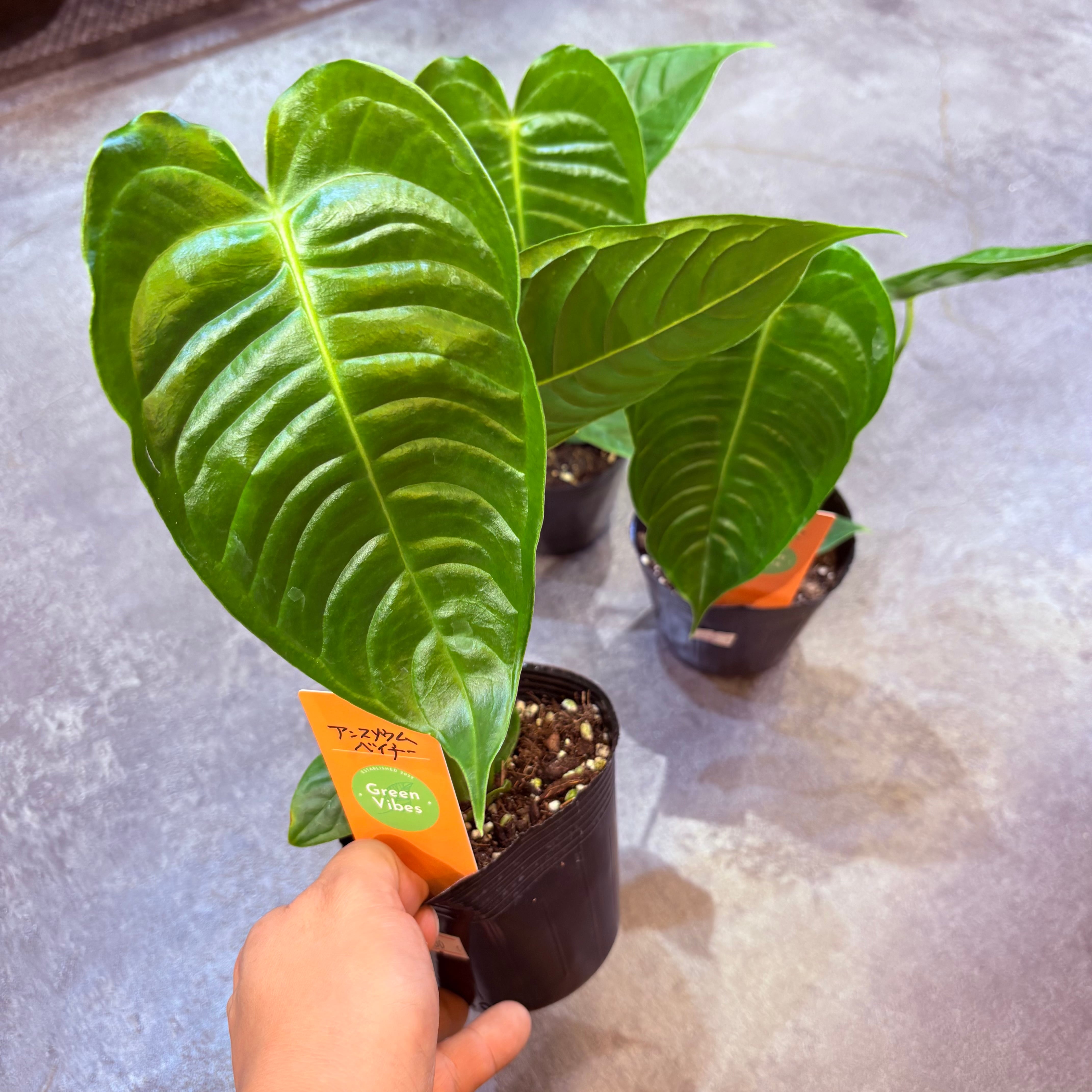 アンスリウム ベイチー 3.5号 | Green Vibes 宇都宮市の観葉植物専門店