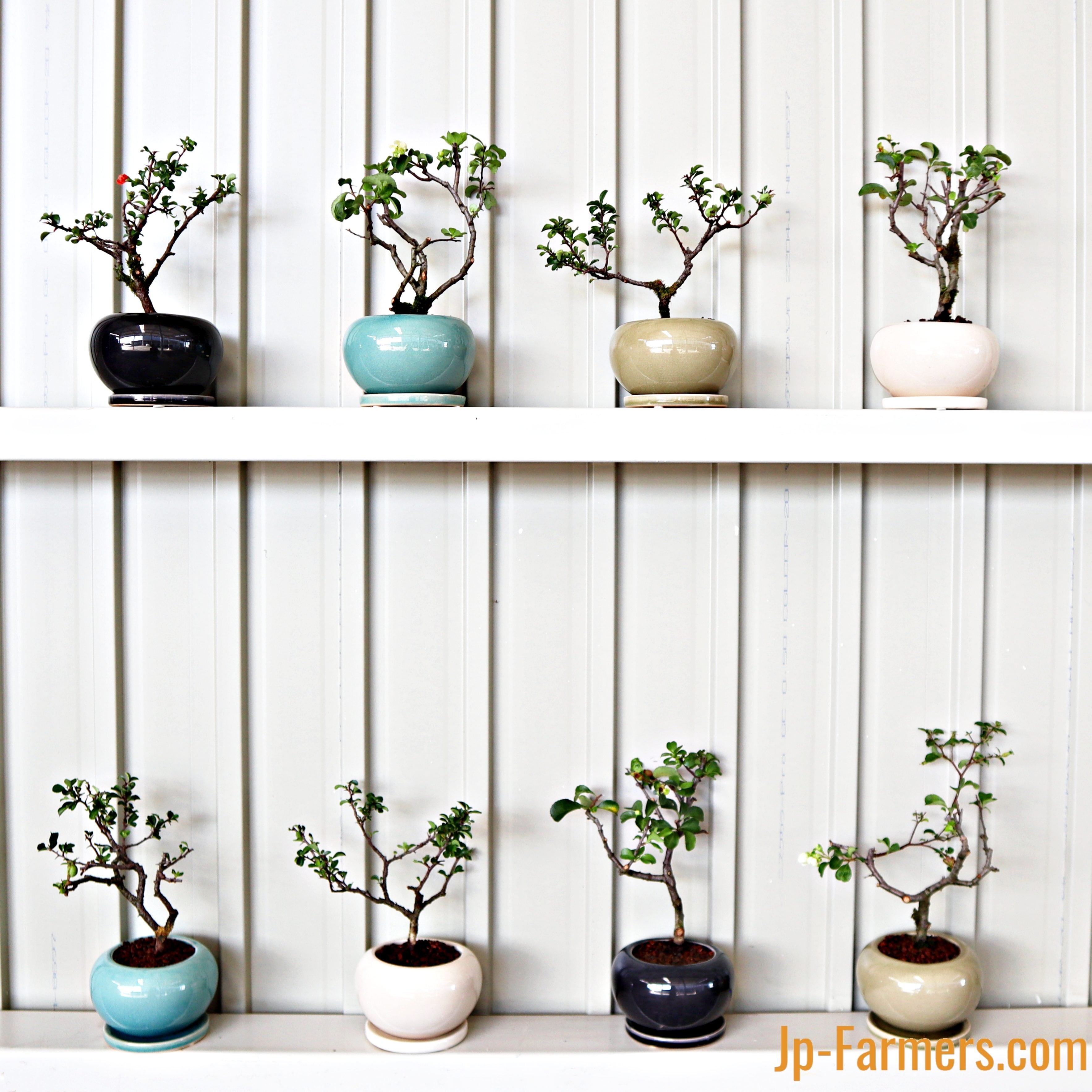 Casual bonsai 長寿梅 白花【育て方レシピ付き】 新鮮お花問屋