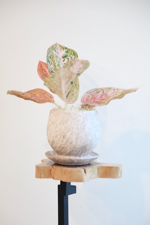 【S】【希少】アグラオネマ スターダストオレンジ/Aglaonema Stardust Orange ※陶器鉢カバー付き