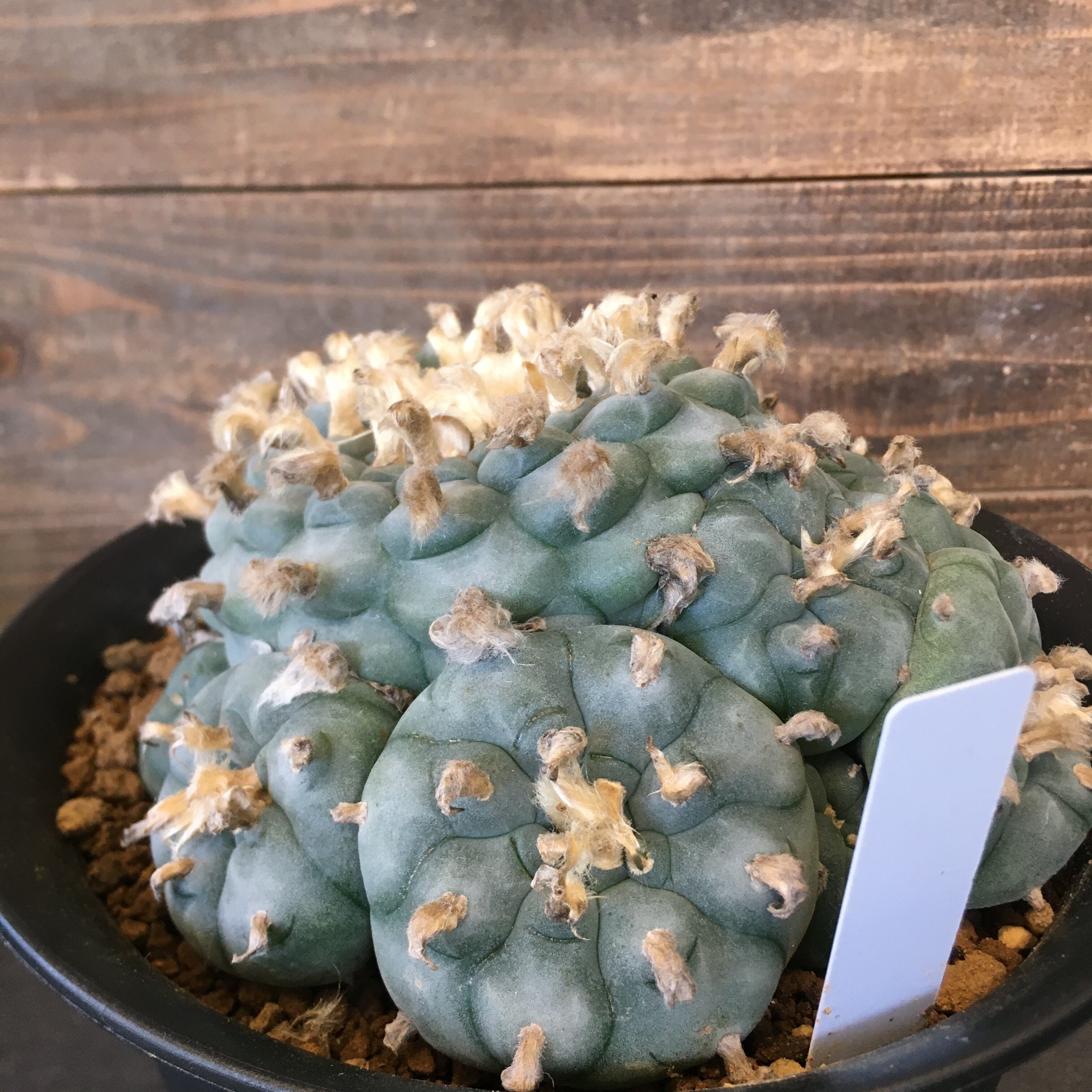 オレンジ系 激安セール 多肉植物 サボテン ロホホラ 烏羽玉 実生 植物 観葉植物 インテリア 住まい 小物オレンジ系 9 900 Jkkniu Edu