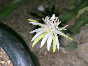 Epiphyllum Guatemalense f. Monstrosa　３．５号　吊り鉢