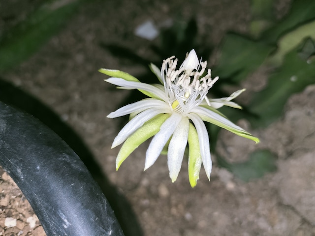 Epiphyllum Guatemalense f. Monstrosa　３．５号　吊り鉢