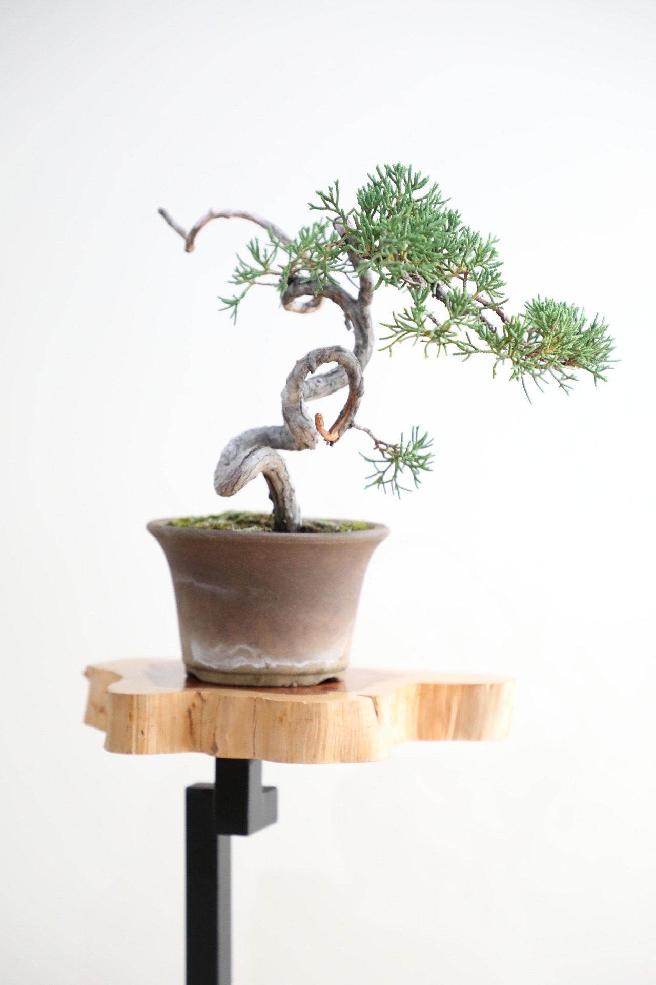 【S】糸魚川真柏 盆栽 ※推定樹齢15年/Juniper Shimpaku