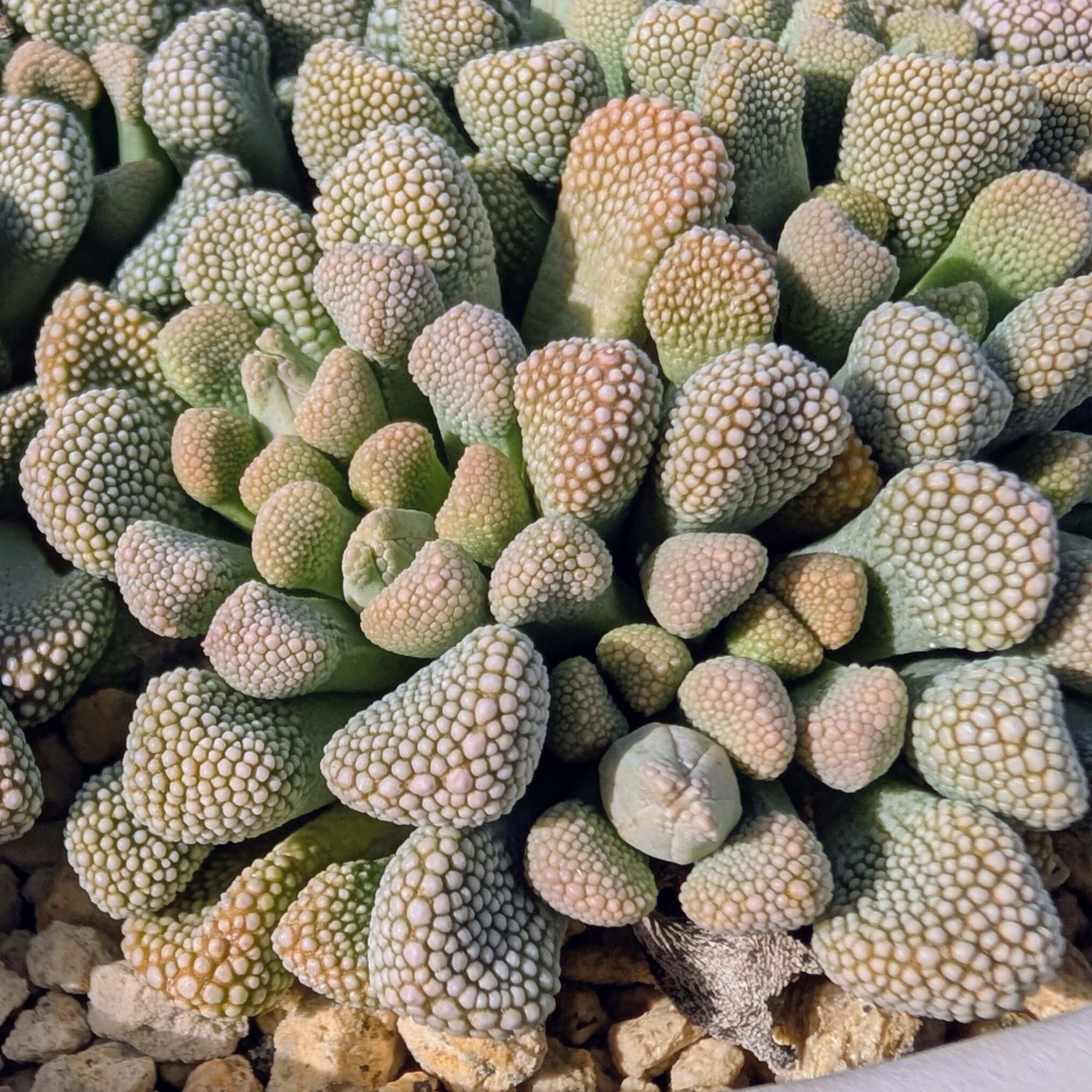 種子(大容量お得パック)/100粒】Titanopsis primosii (EA 3996