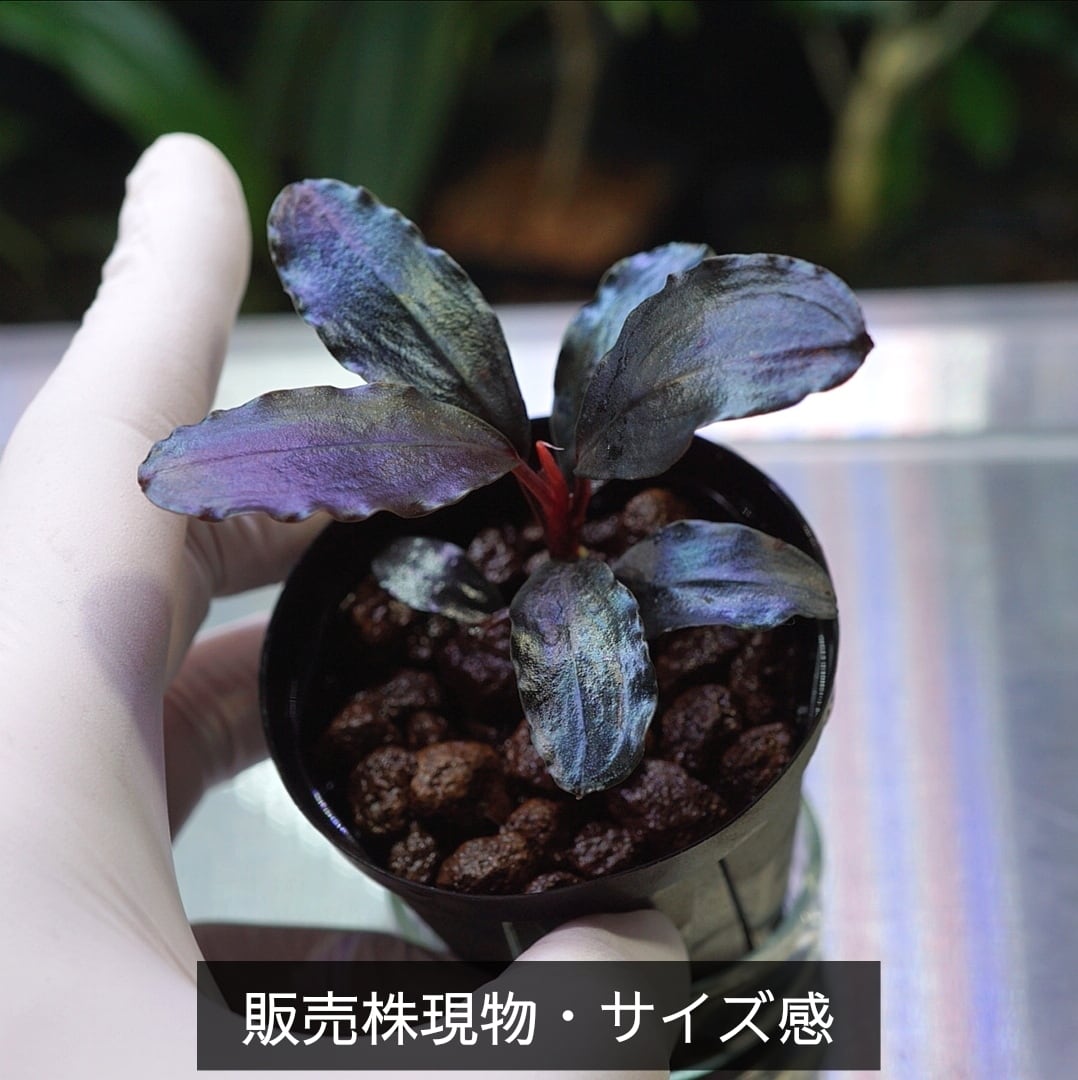 専用Bucephalandra sp.”Theia blue” 2019/01 【公式通販】