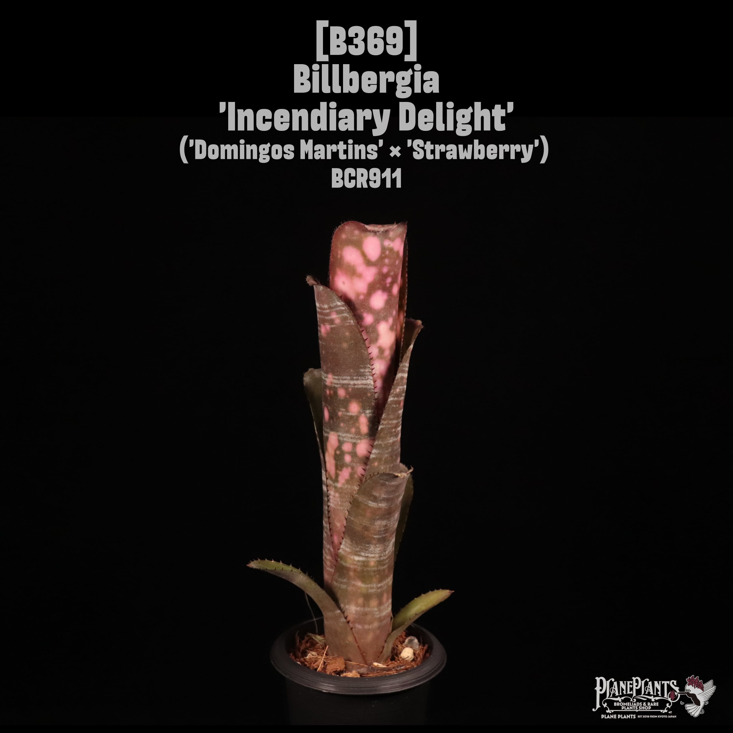 Billbergia 'Incendiary Delight'〔ビルベルギア〕B369